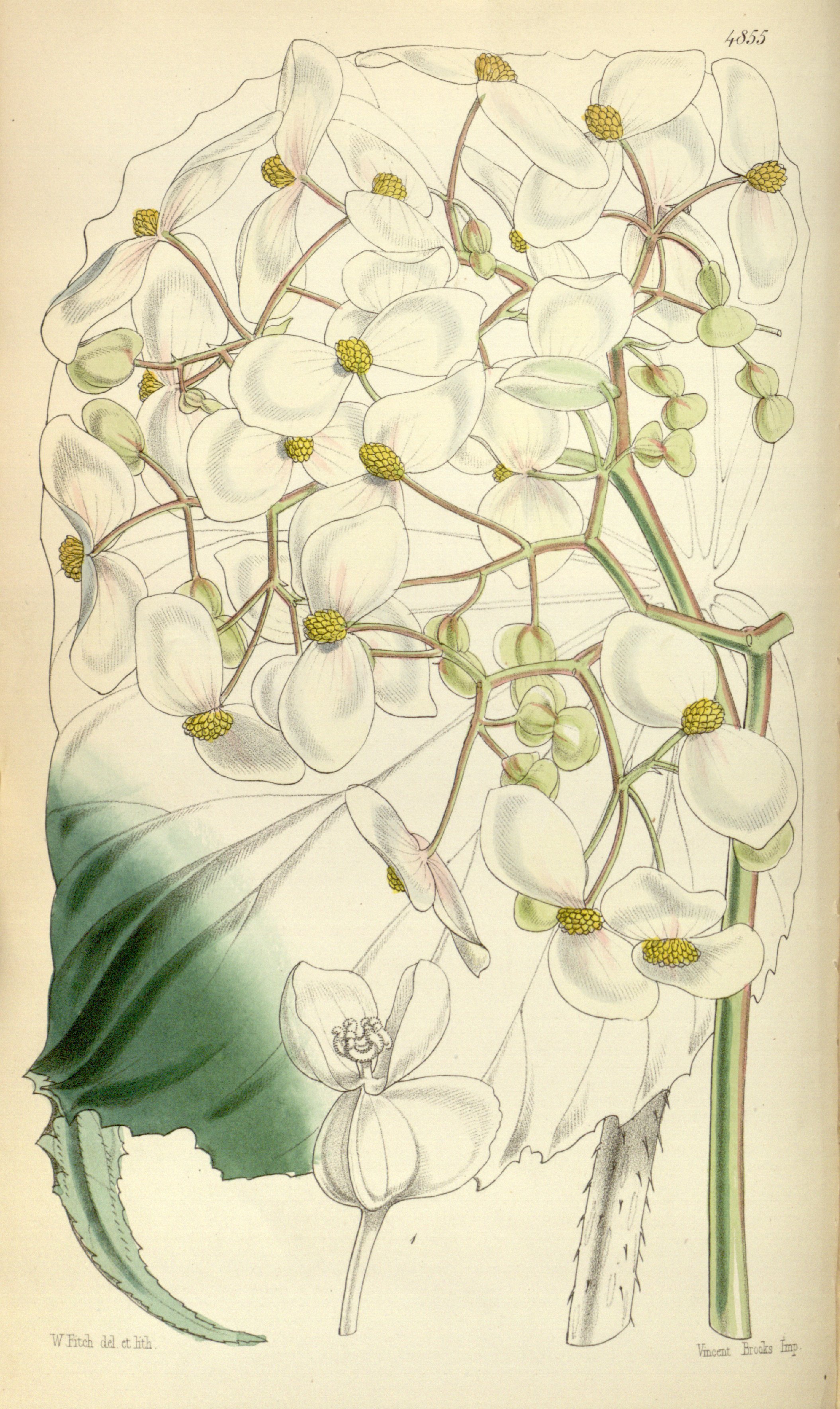 no full size  illustration available (3a)