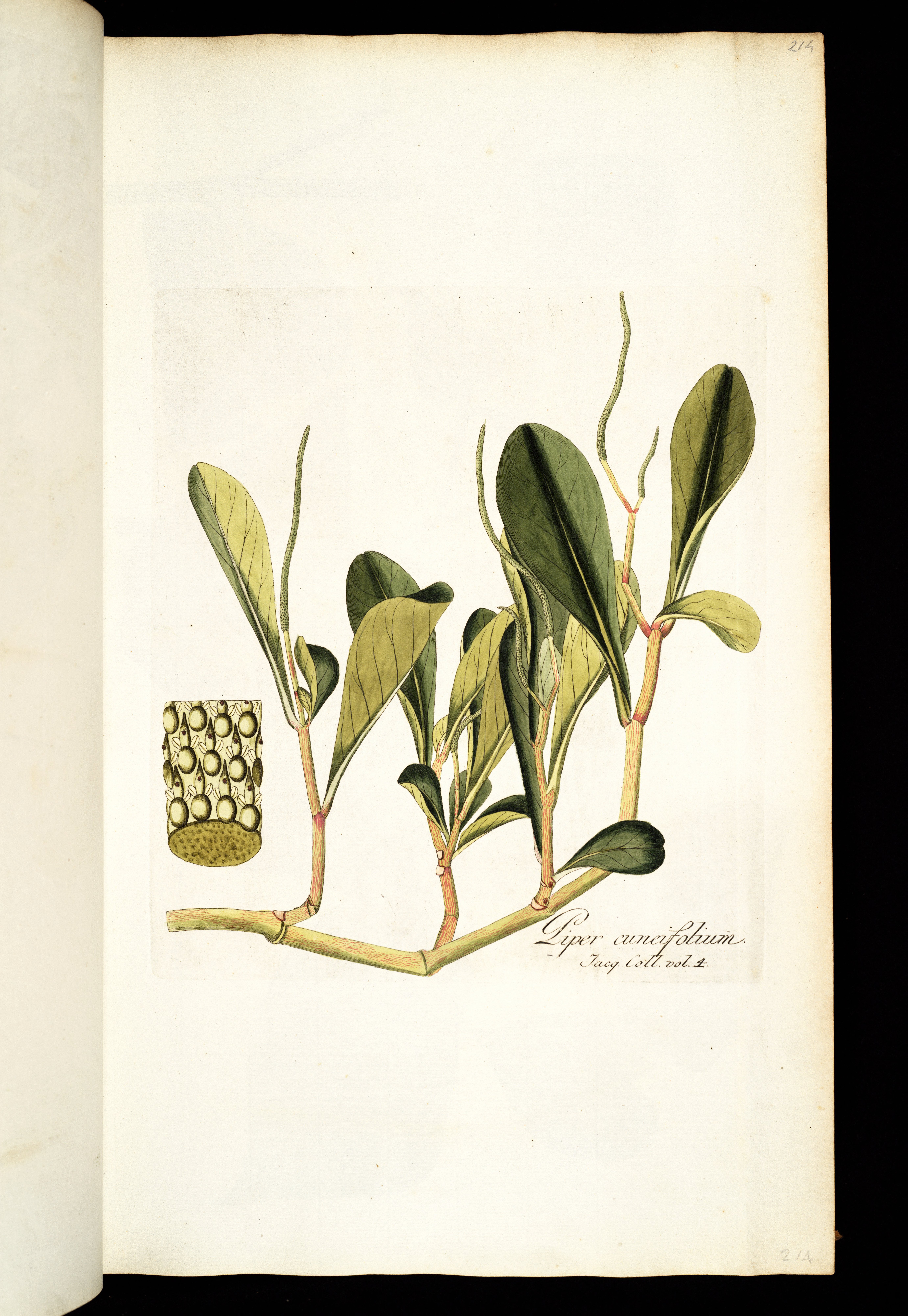 no full size  illustration available (3a)