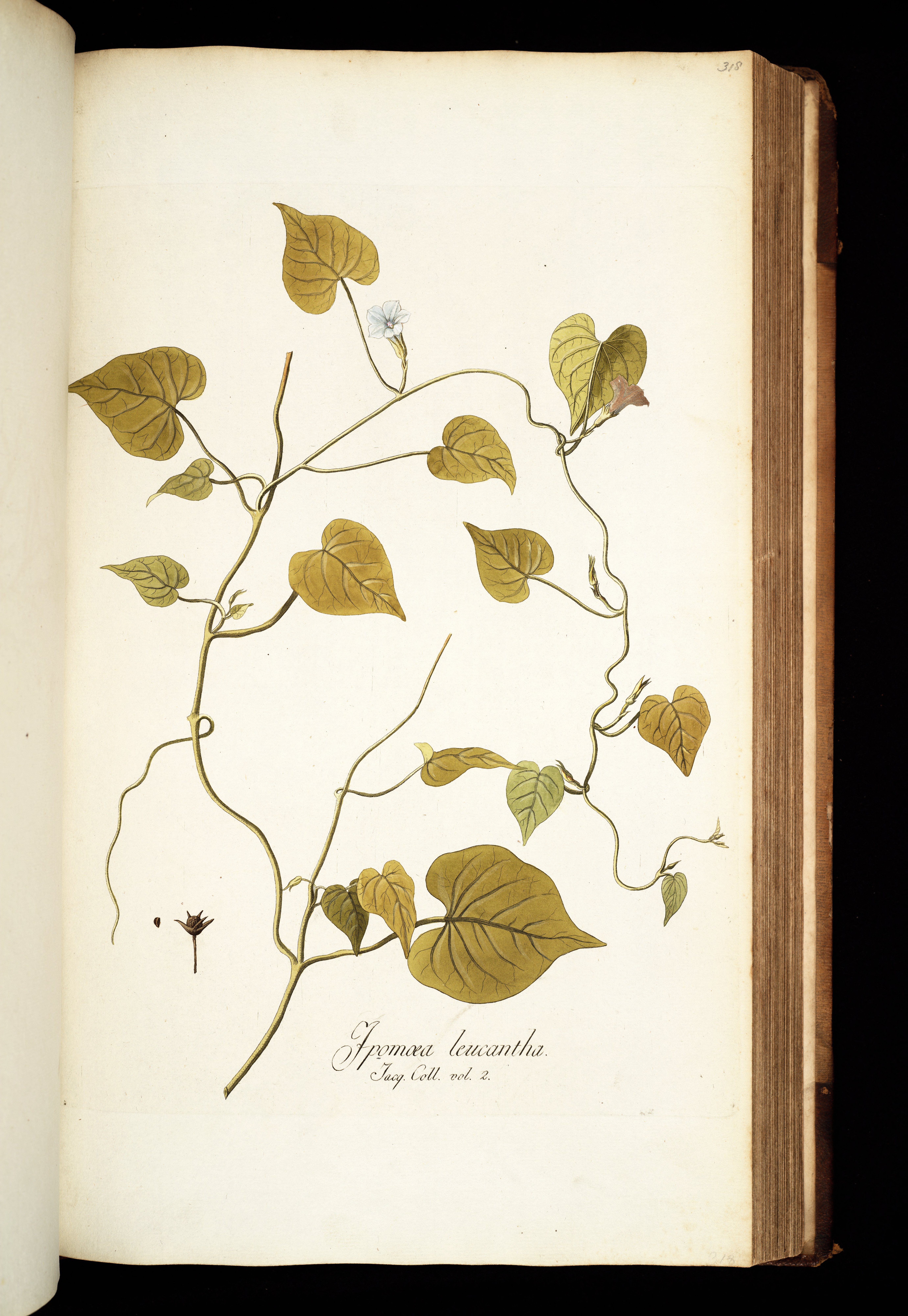 no full size  illustration available (3a)