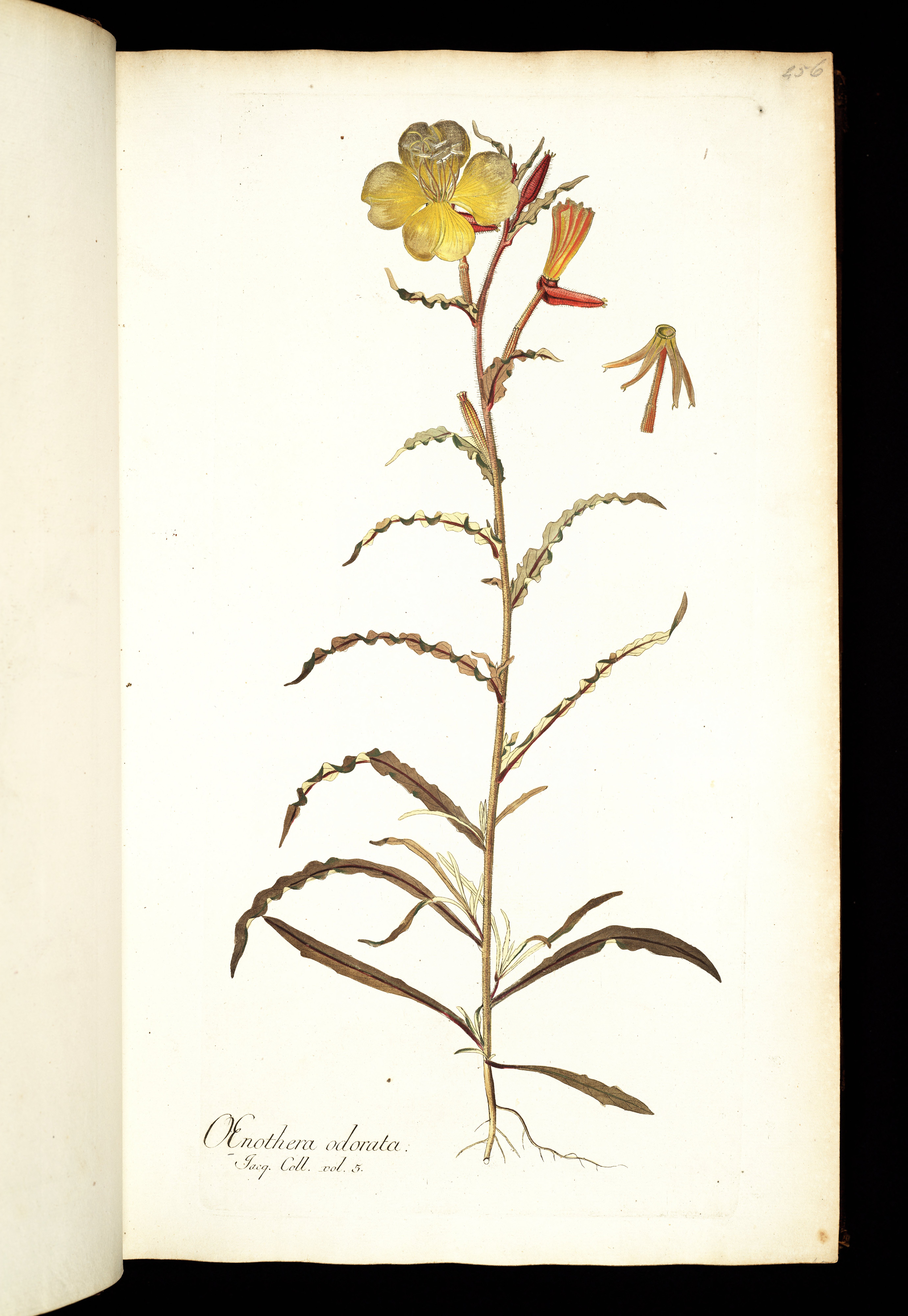 no full size  illustration available (3a)