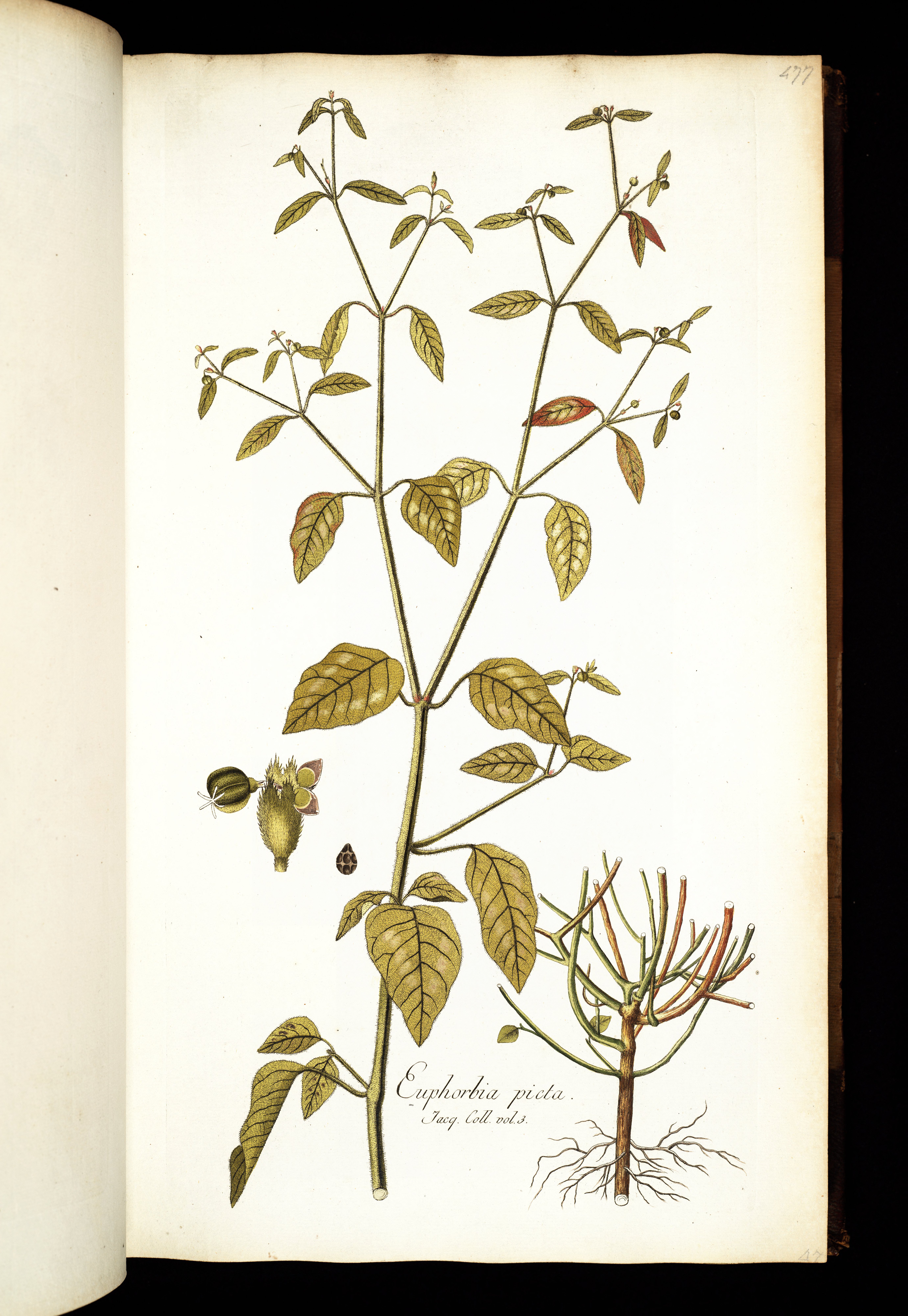 no full size  illustration available (3a)