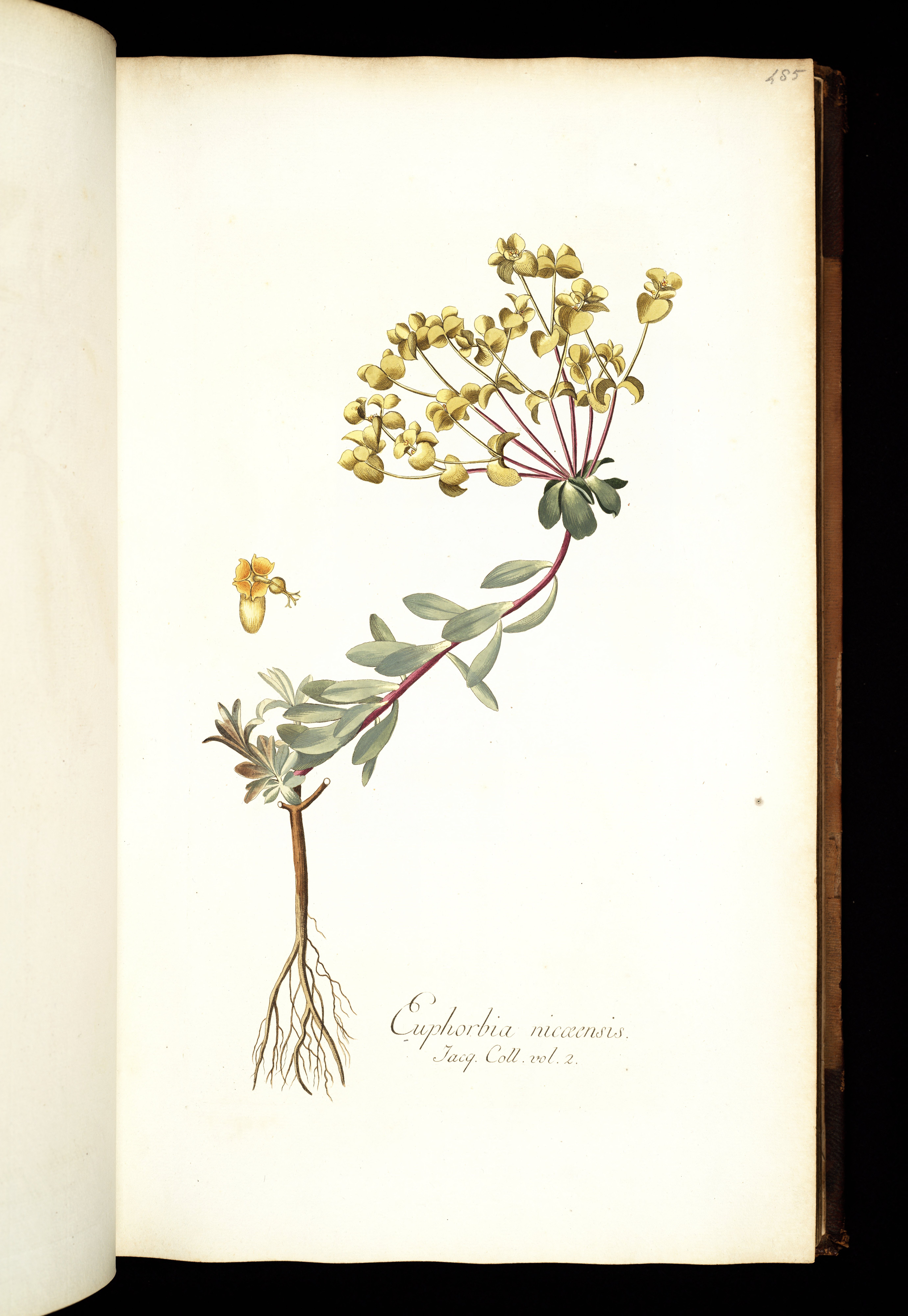 no full size  illustration available (3a)