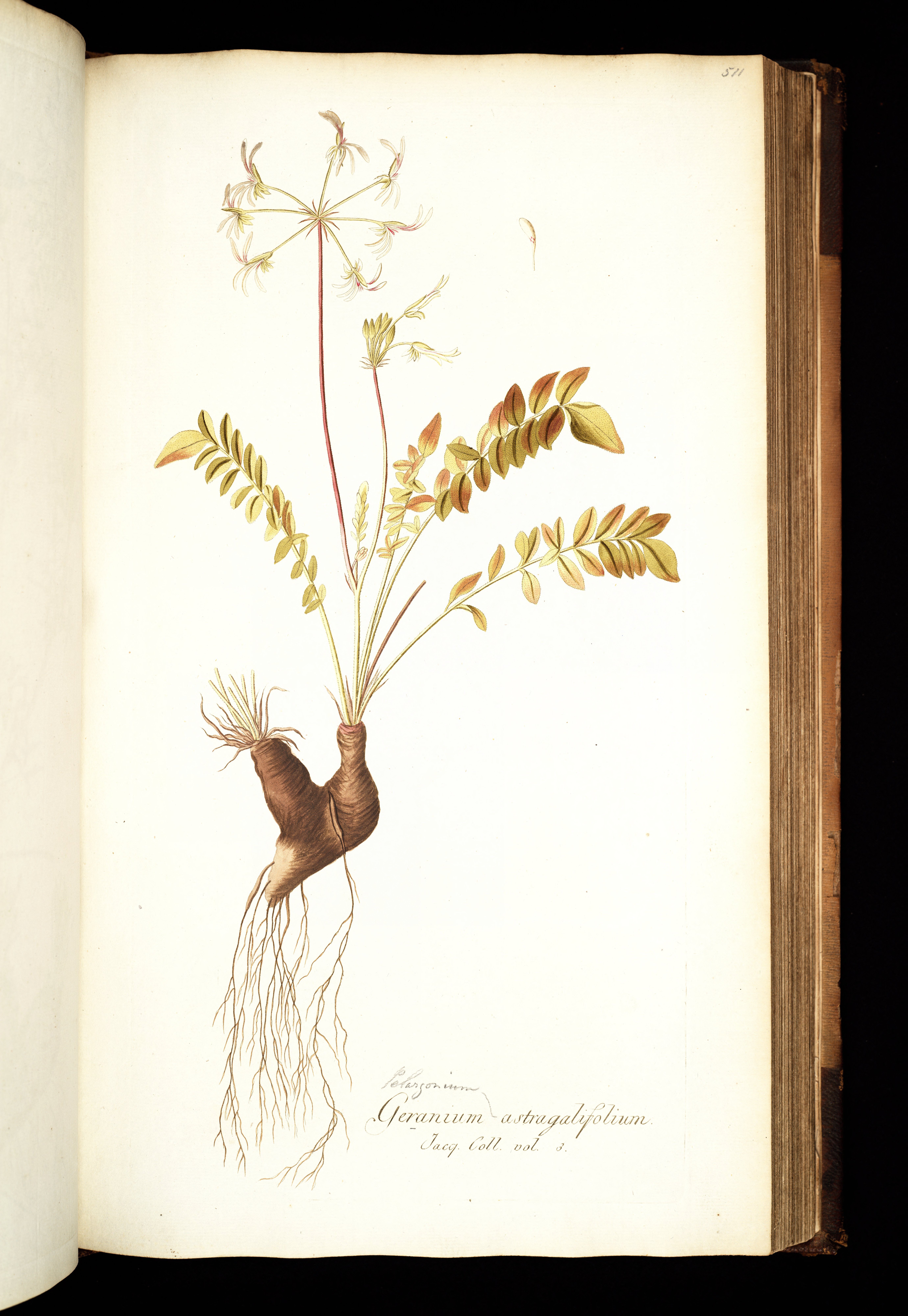 no full size  illustration available (3a)