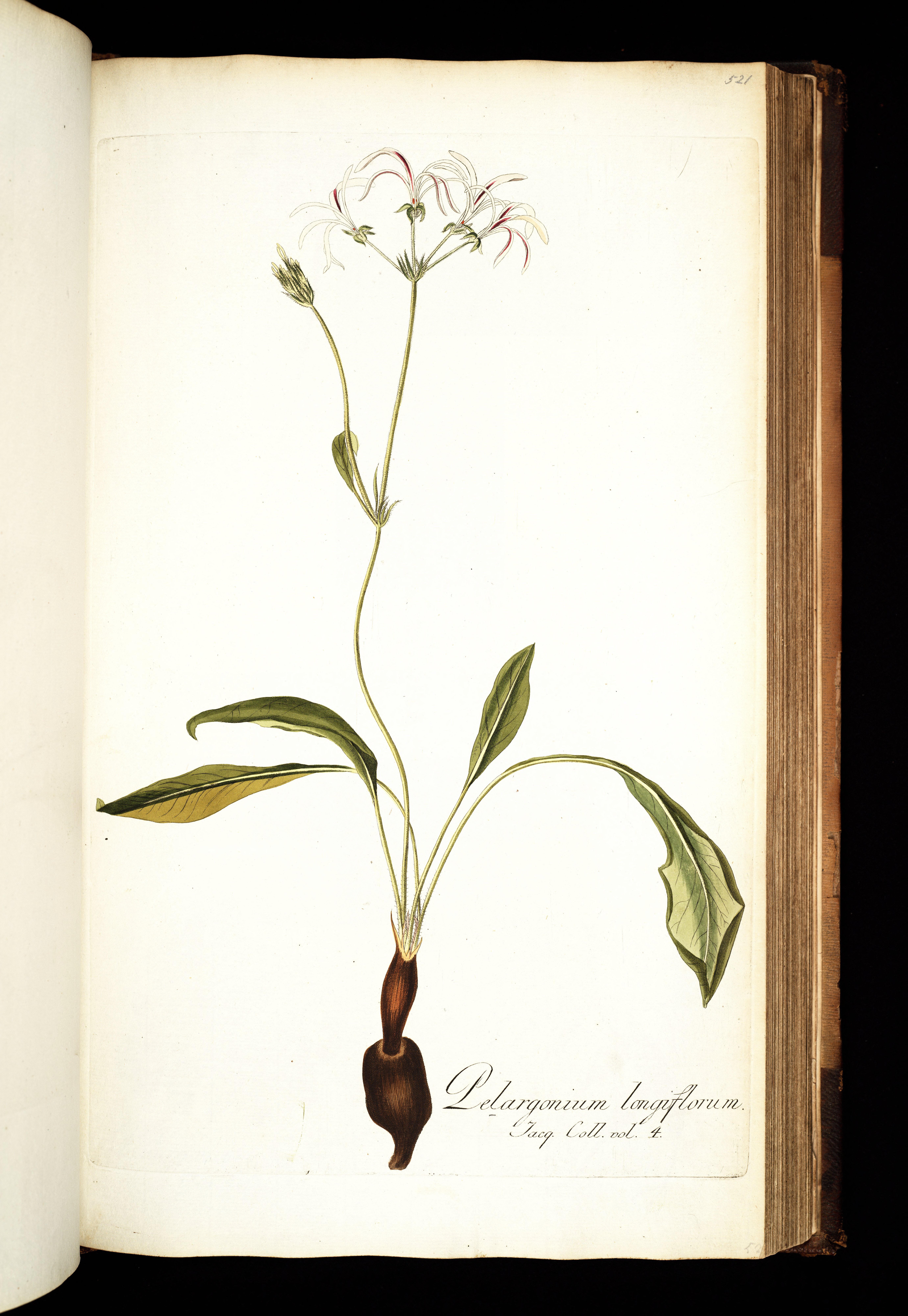 no full size  illustration available (3a)