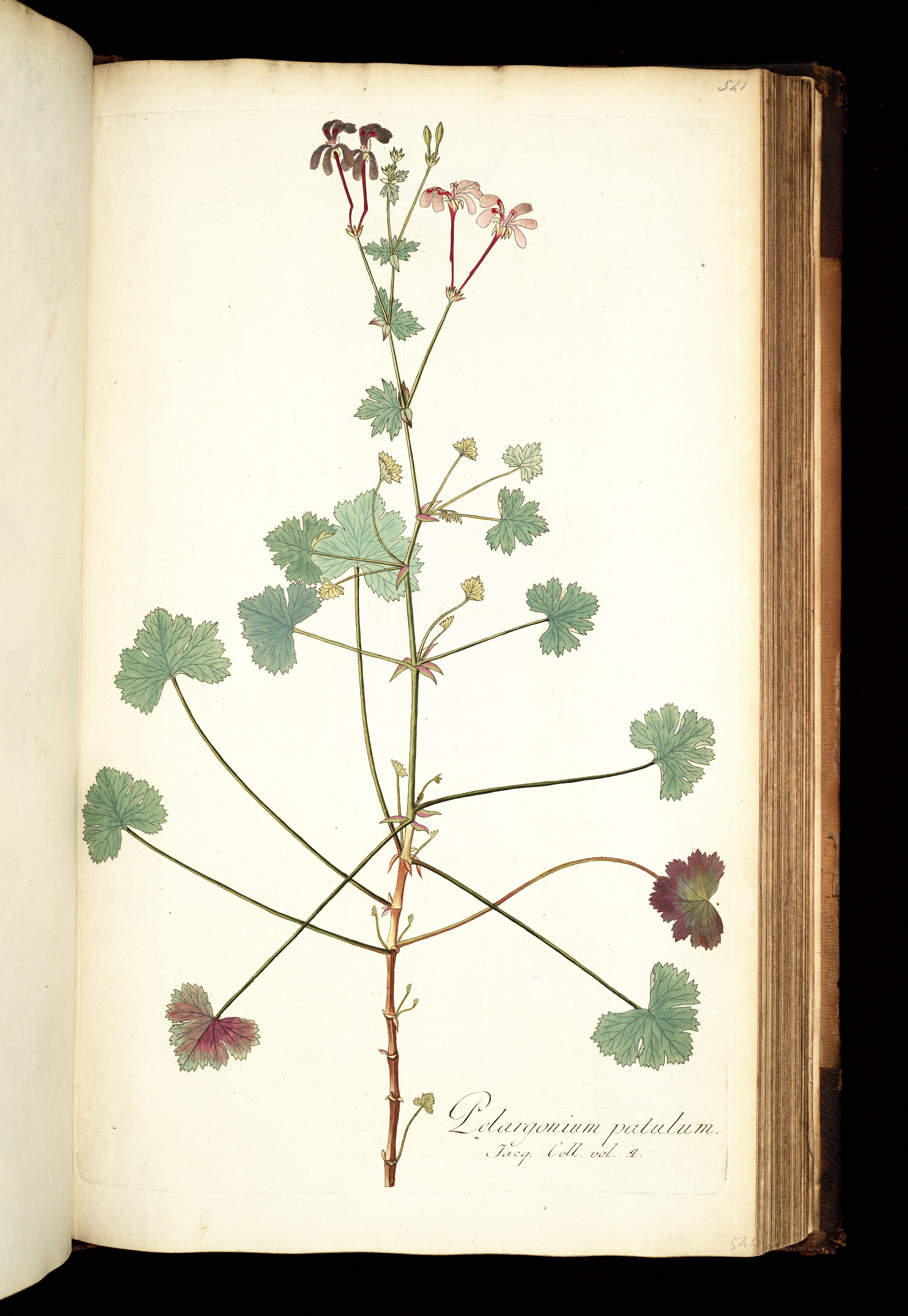 no full size  illustration available (3a)