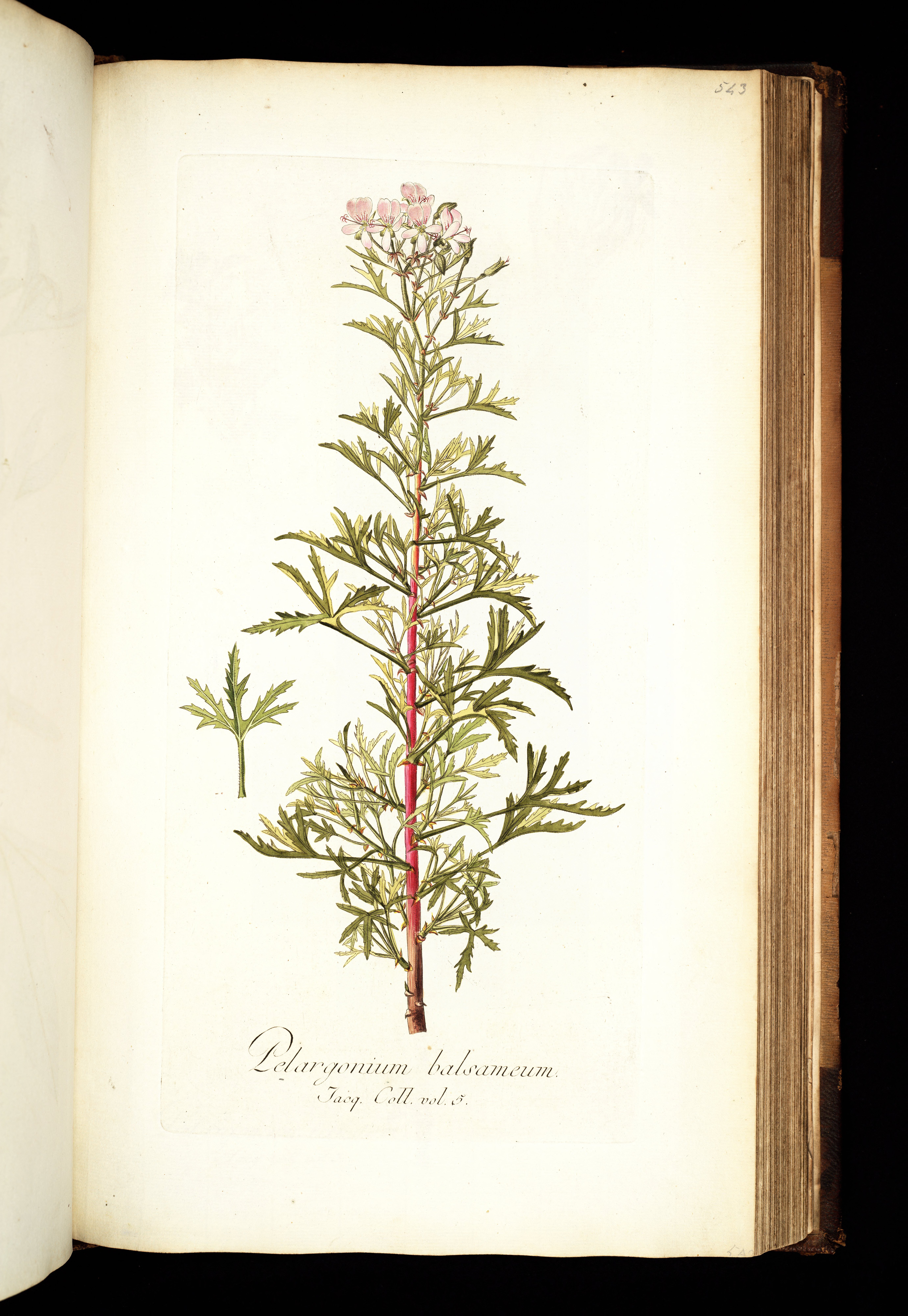 no full size  illustration available (3a)