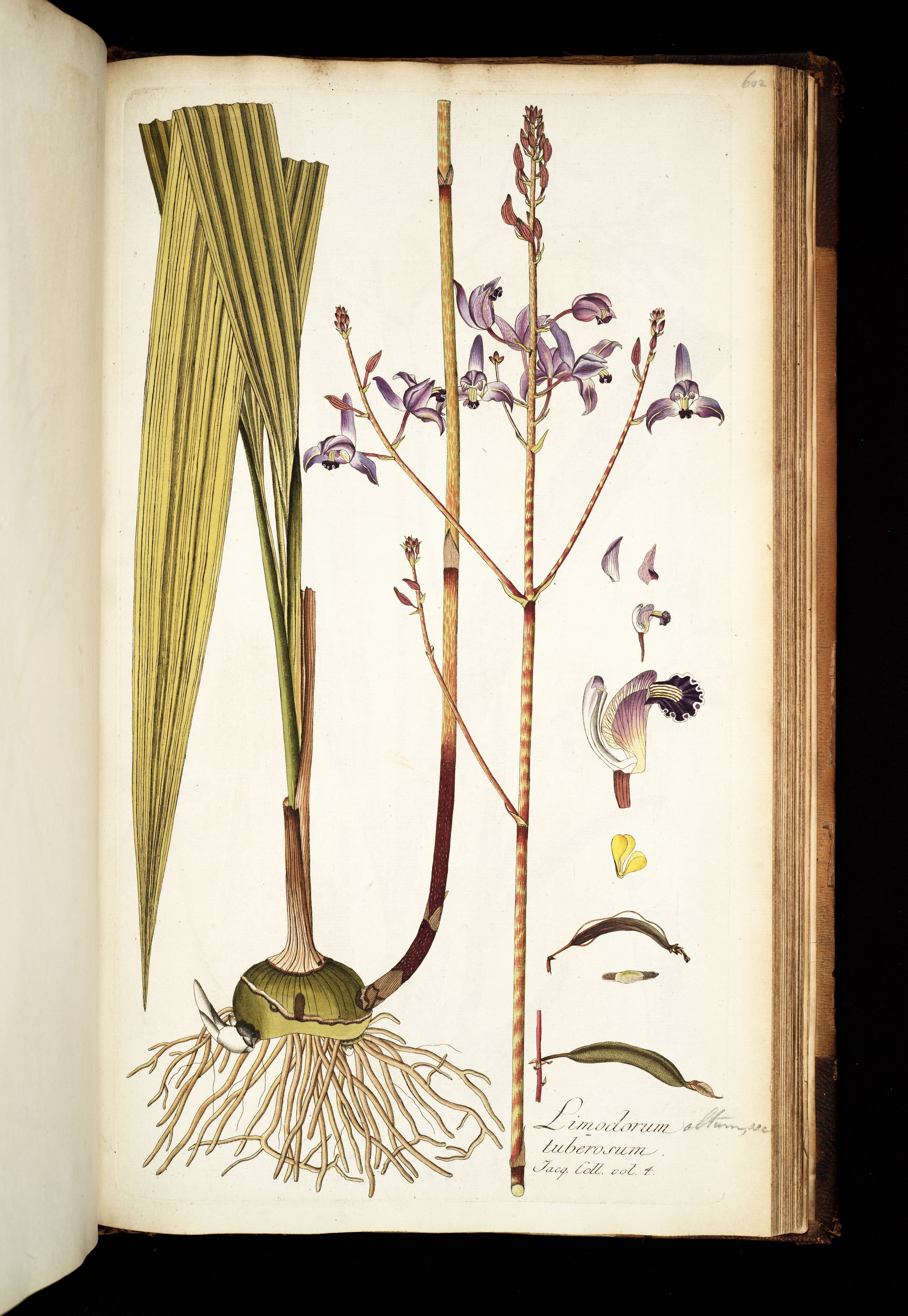 no full size  illustration available (3a)