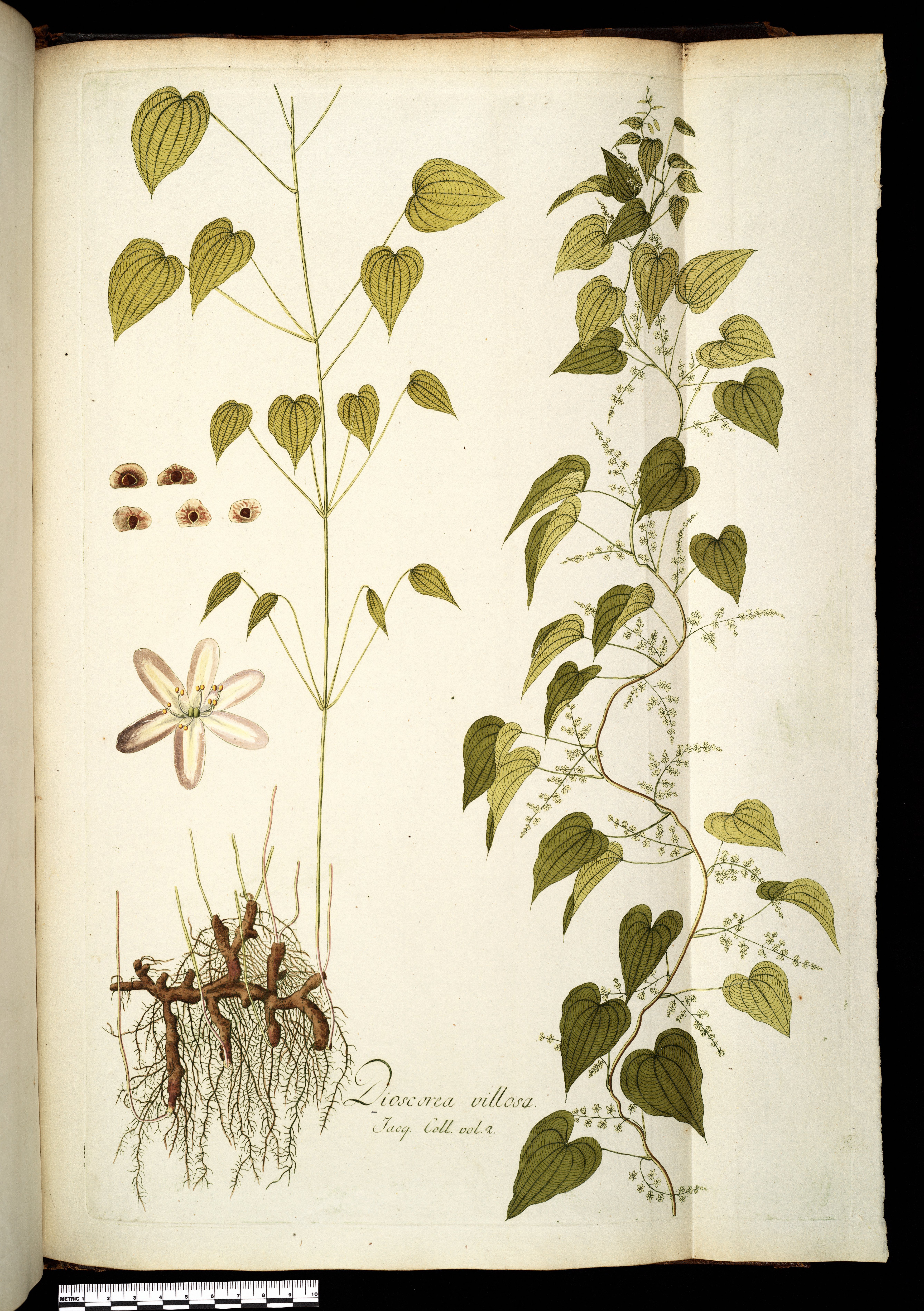 no full size  illustration available (3a)