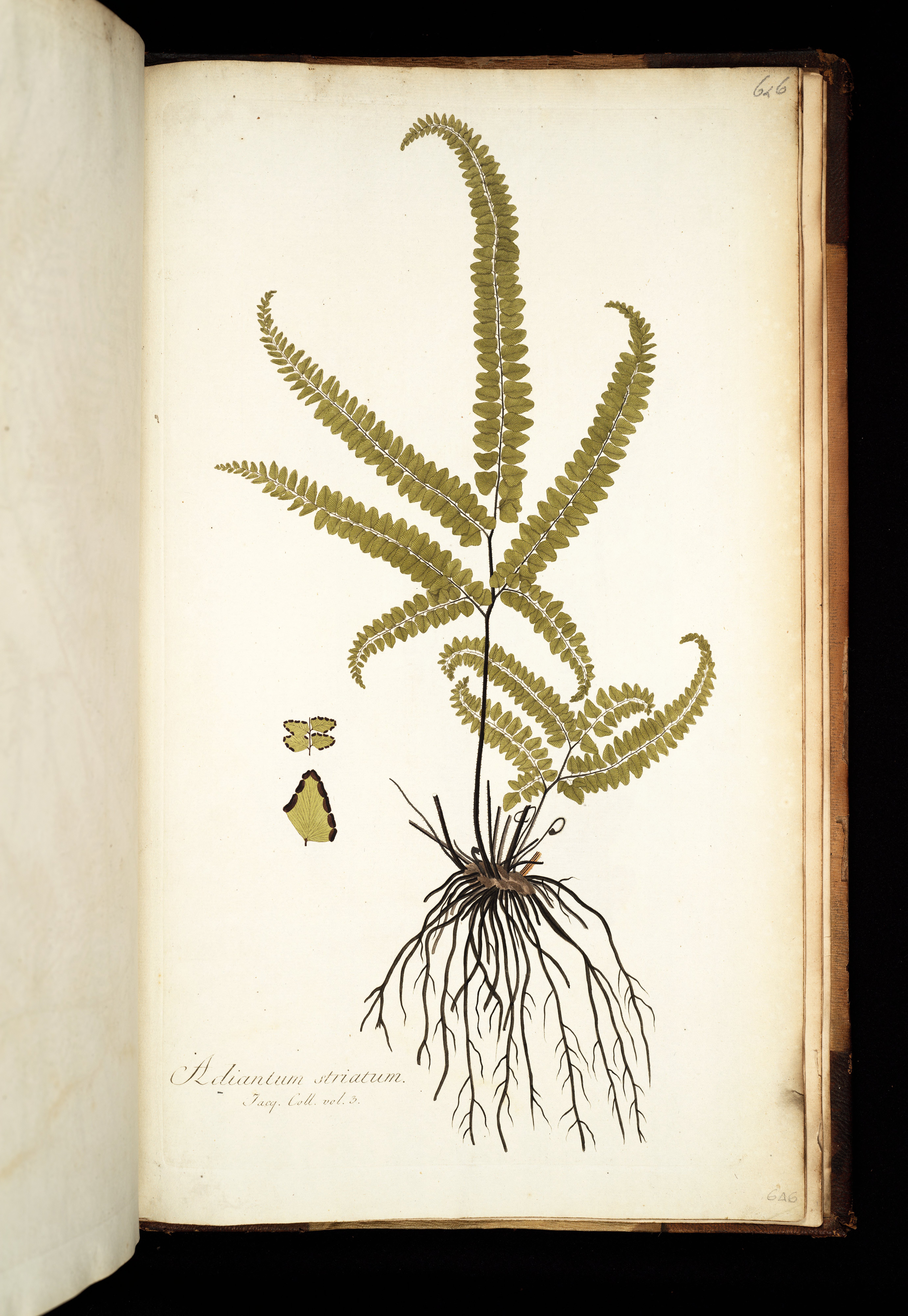 no full size  illustration available (3a)