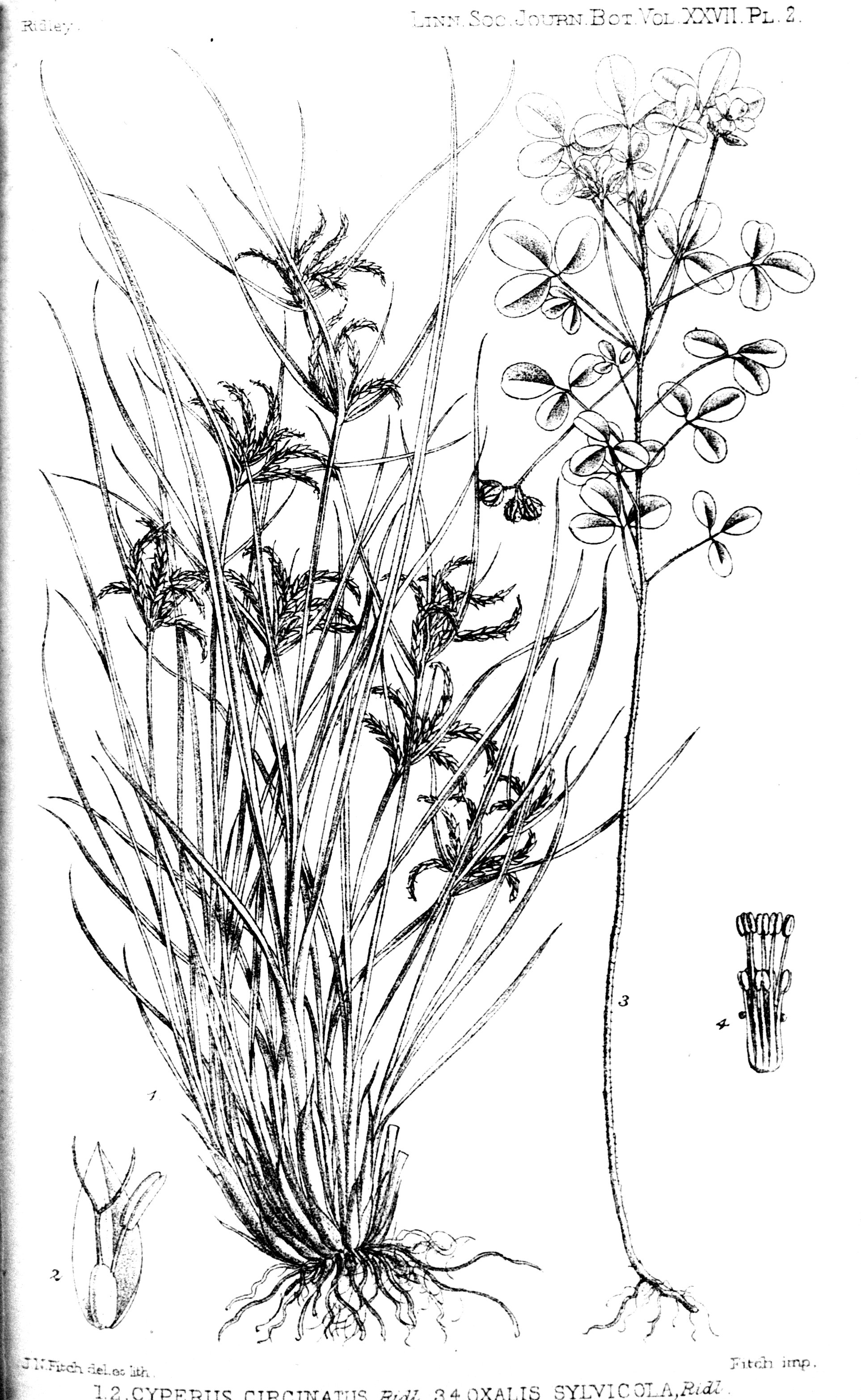 no full size  illustration available (3a)