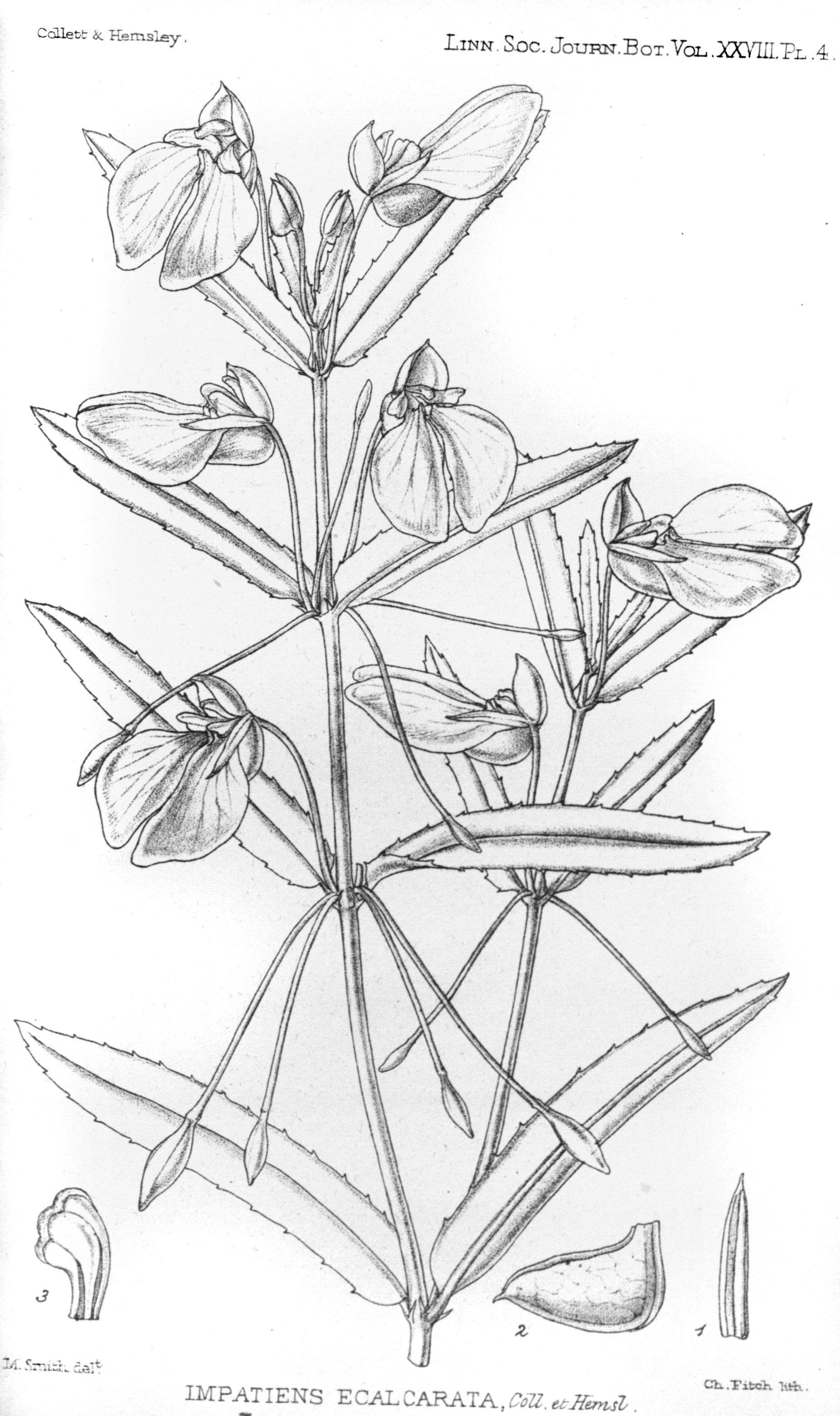 no full size  illustration available (3a)