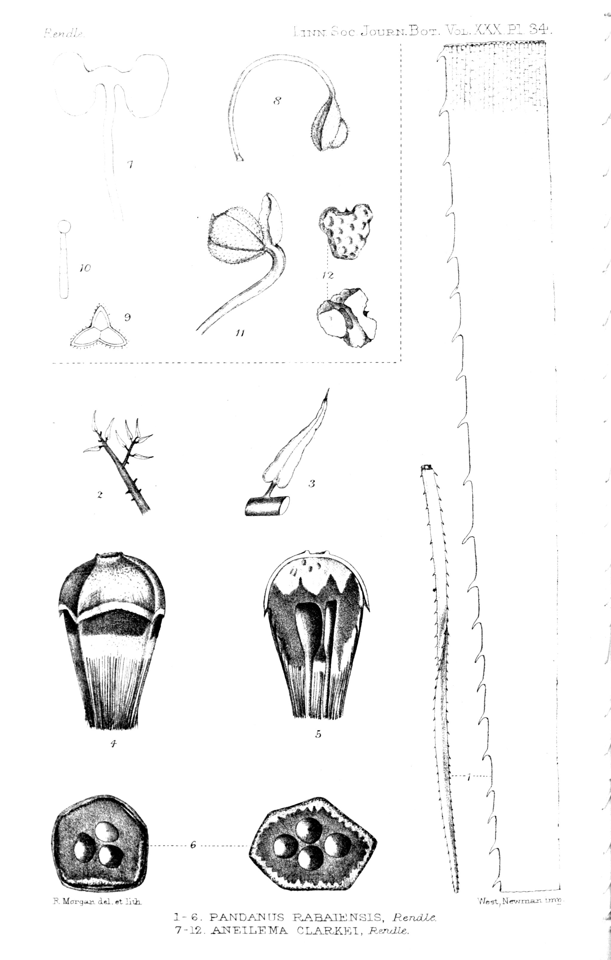 no full size  illustration available (3a)