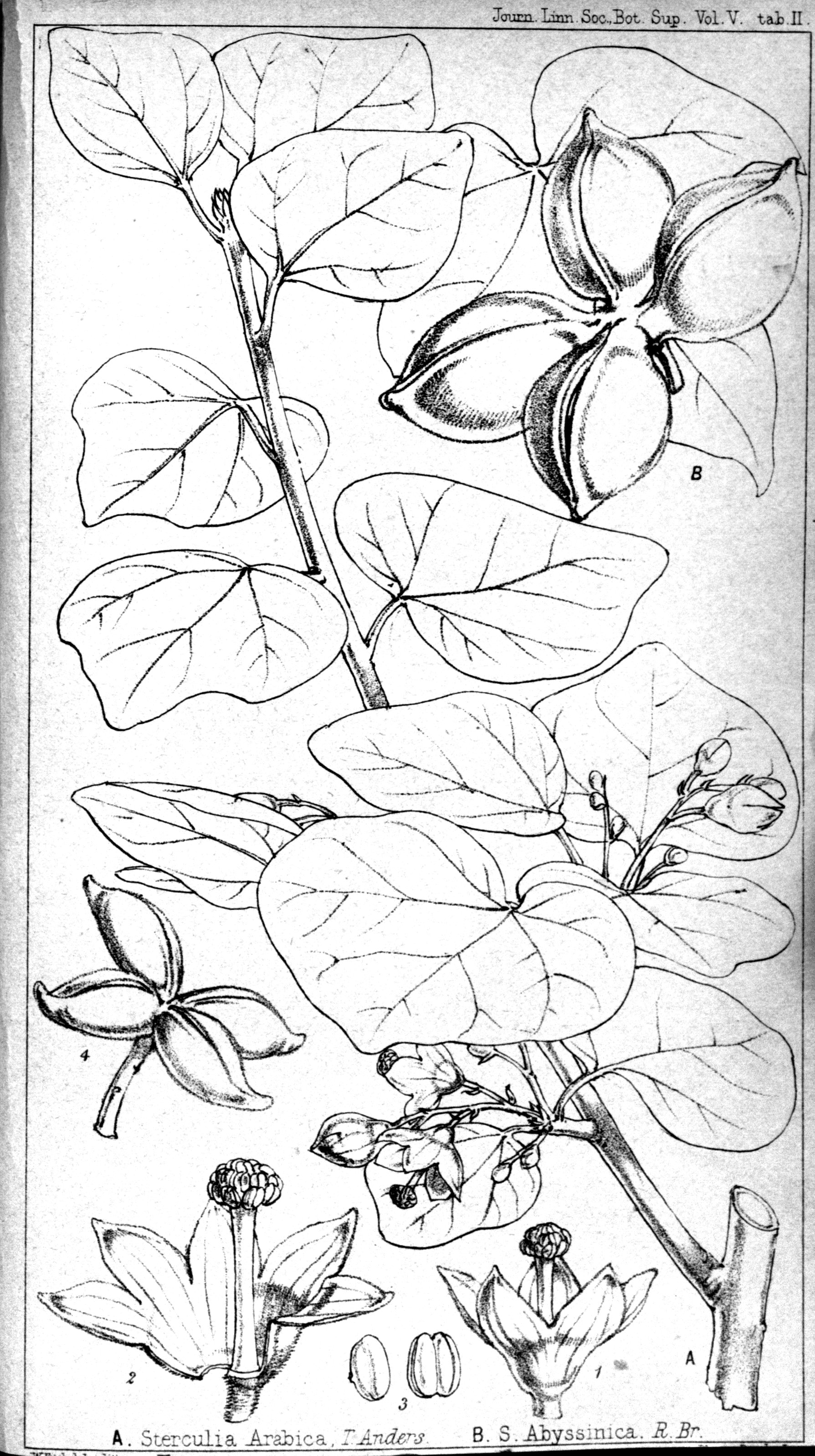 no full size  illustration available (3a)