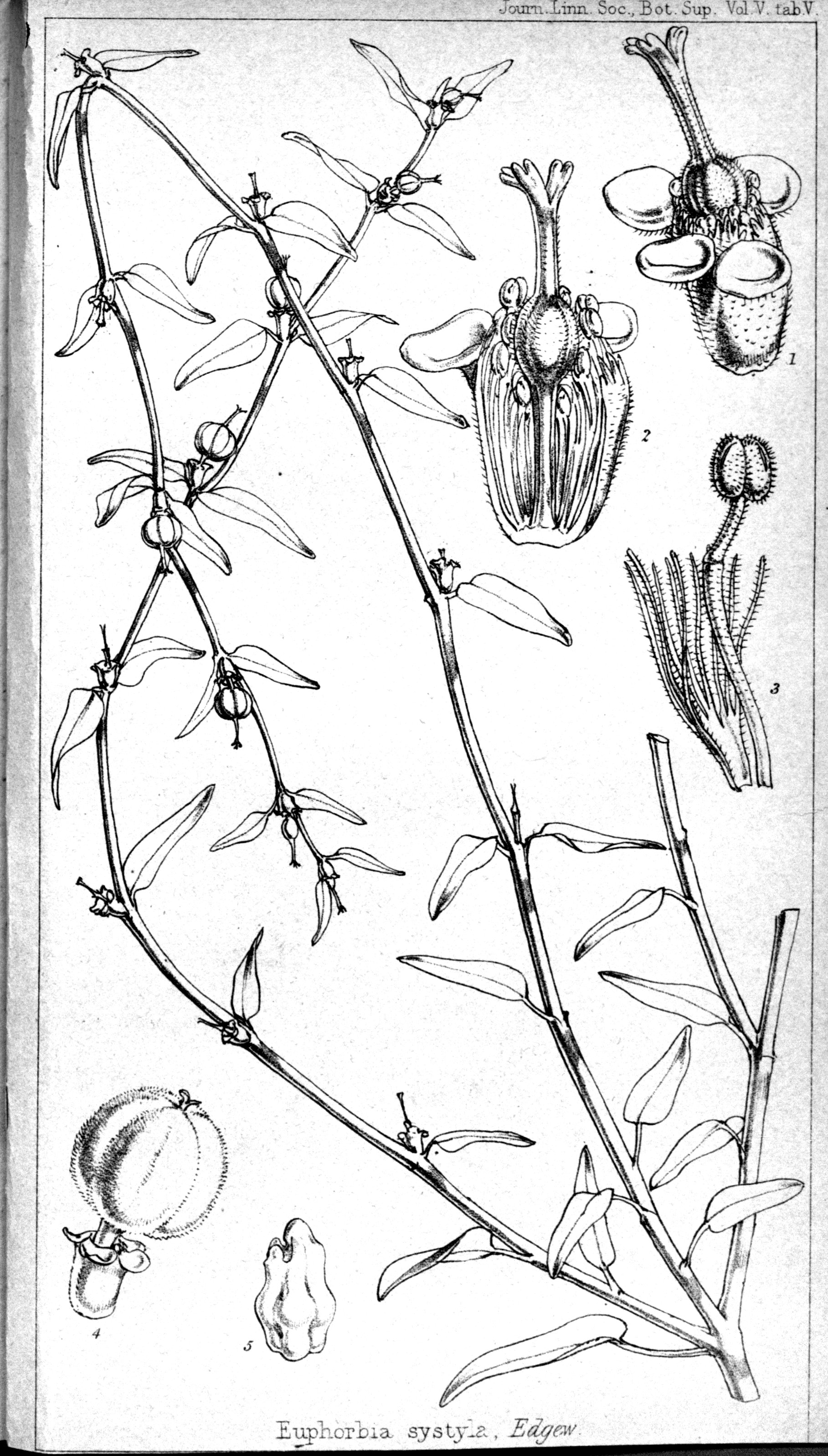 no full size  illustration available (3a)