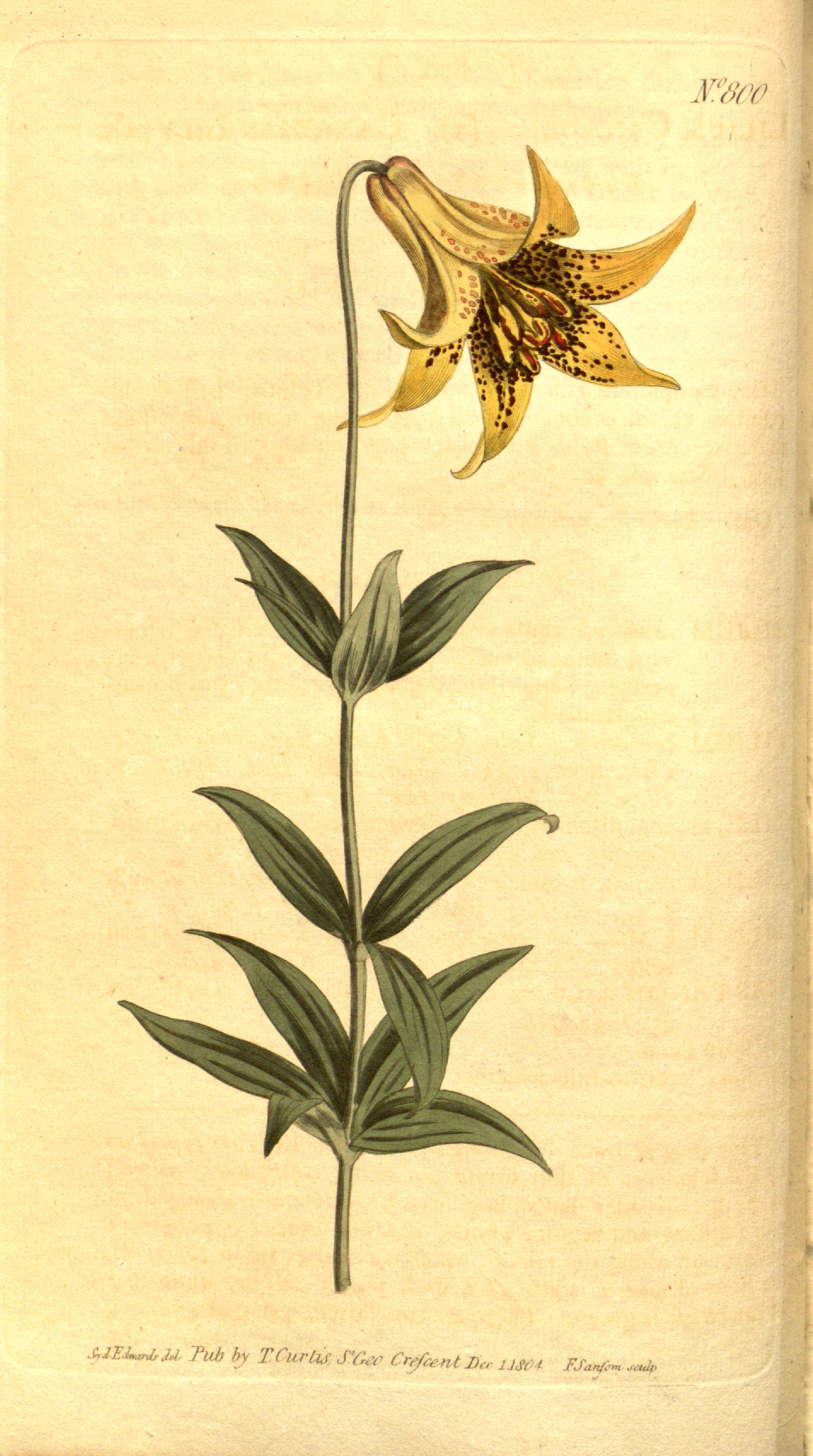 no full size  illustration available (3a)