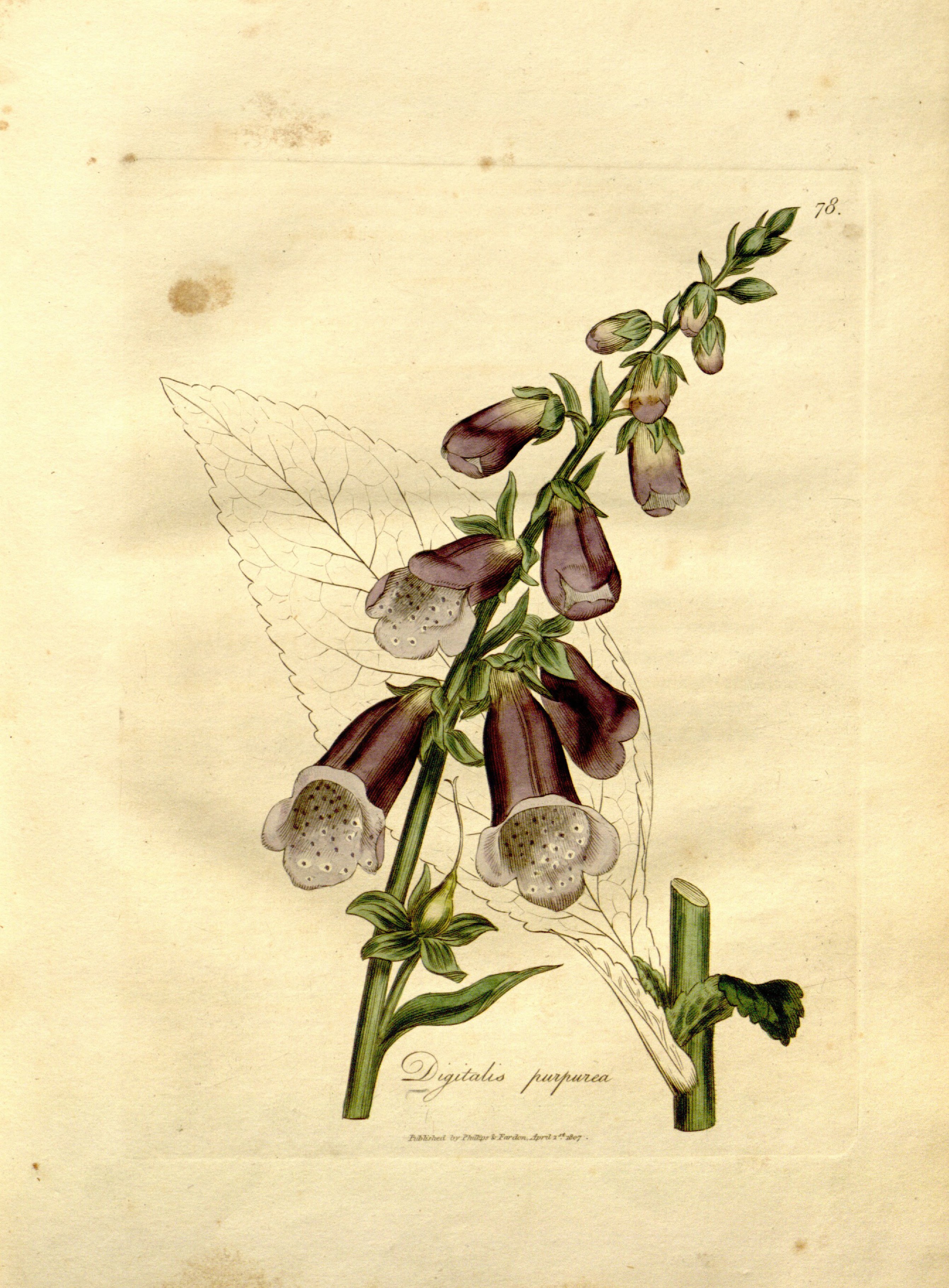 no full size  illustration available (3a)