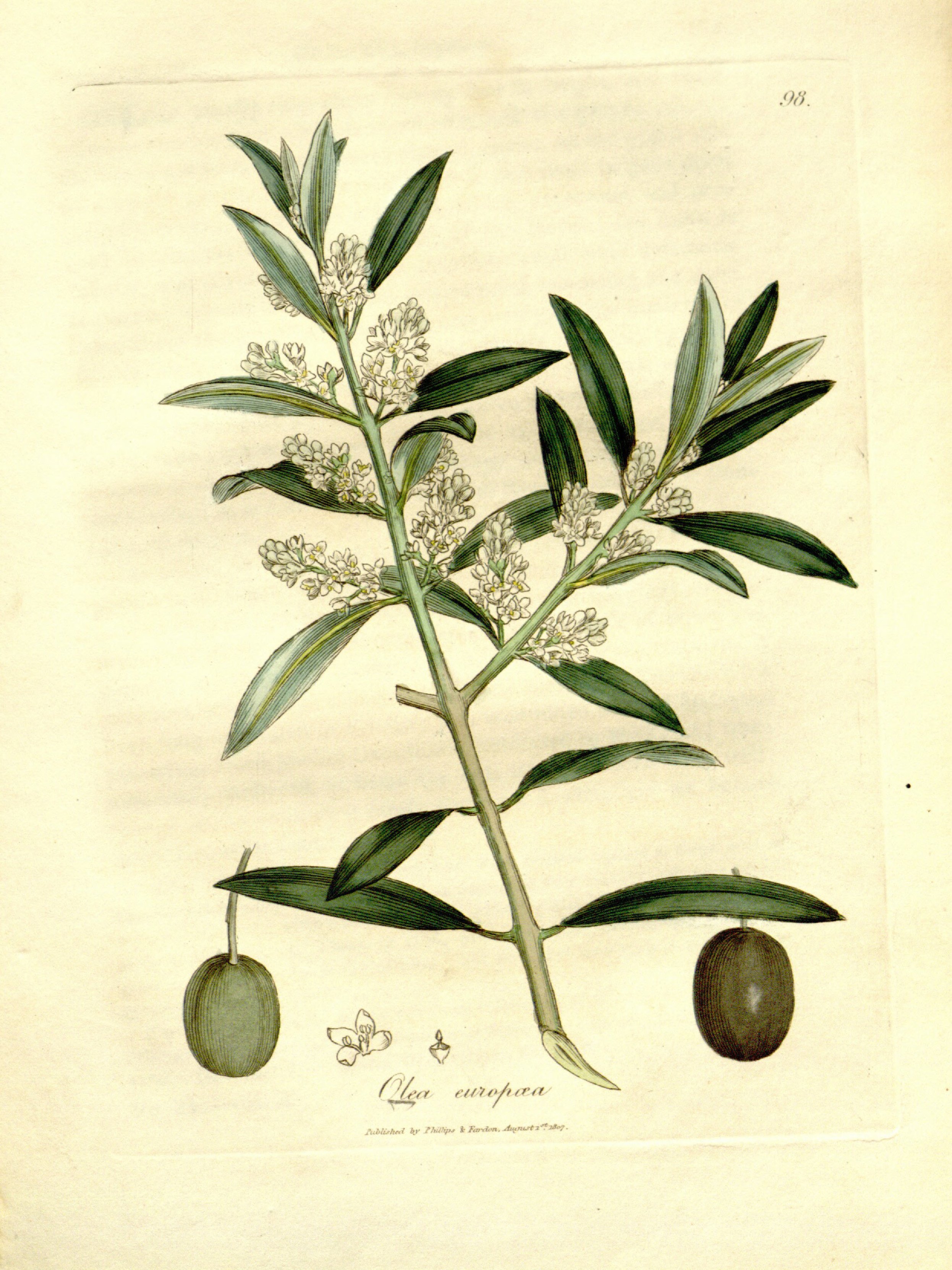 no full size  illustration available (3a)