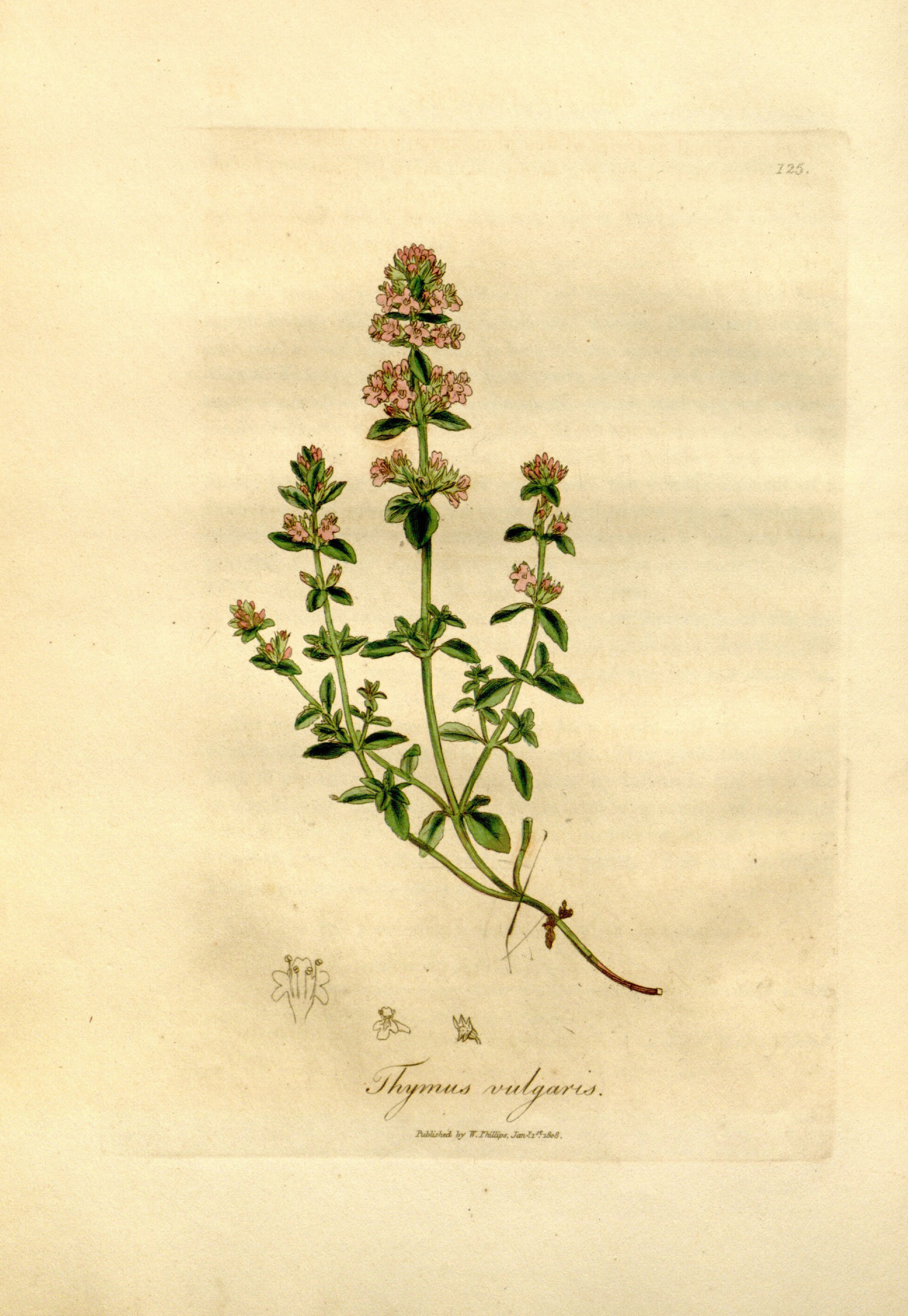 no full size  illustration available (3a)