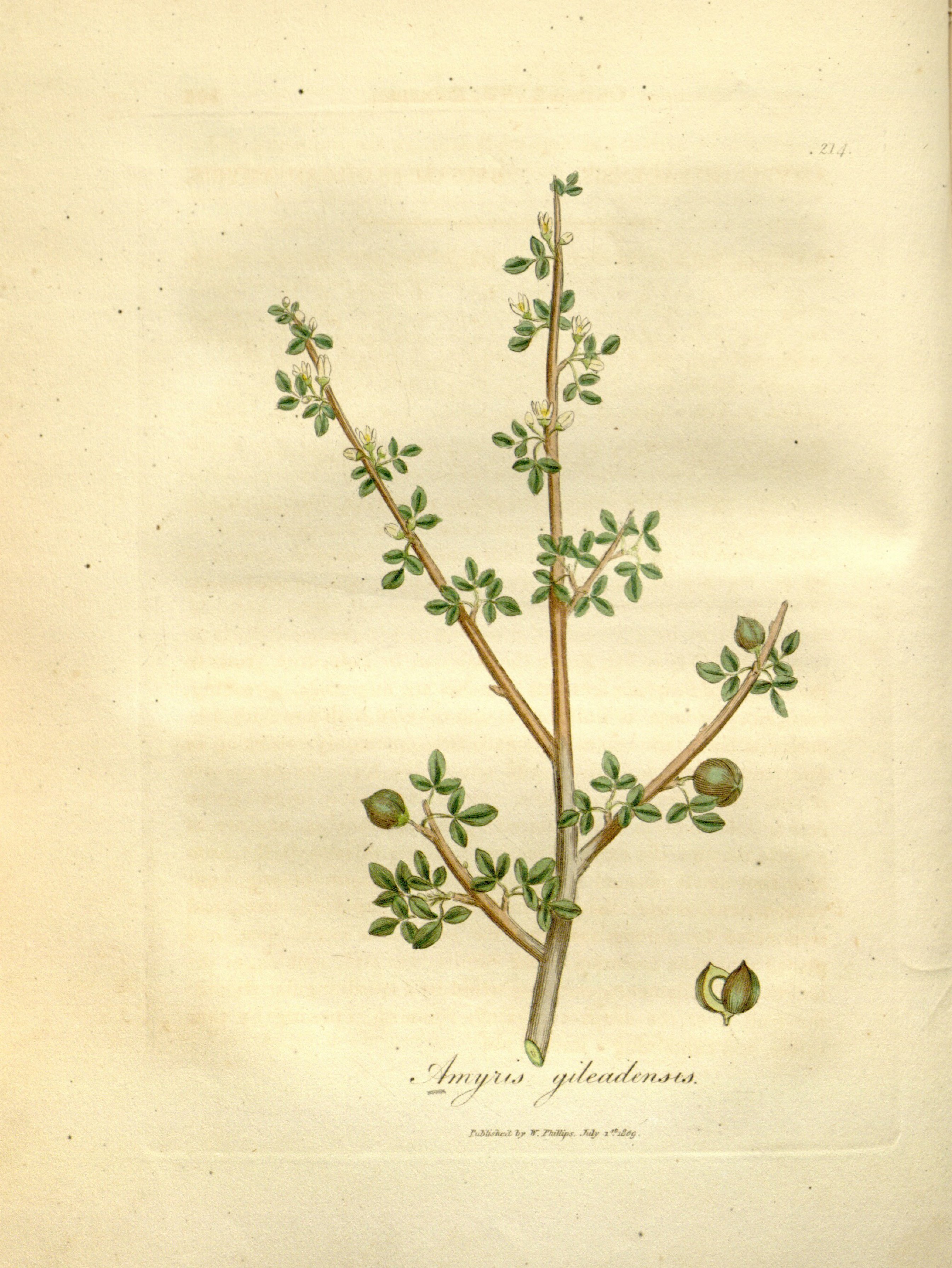 no full size  illustration available (3a)