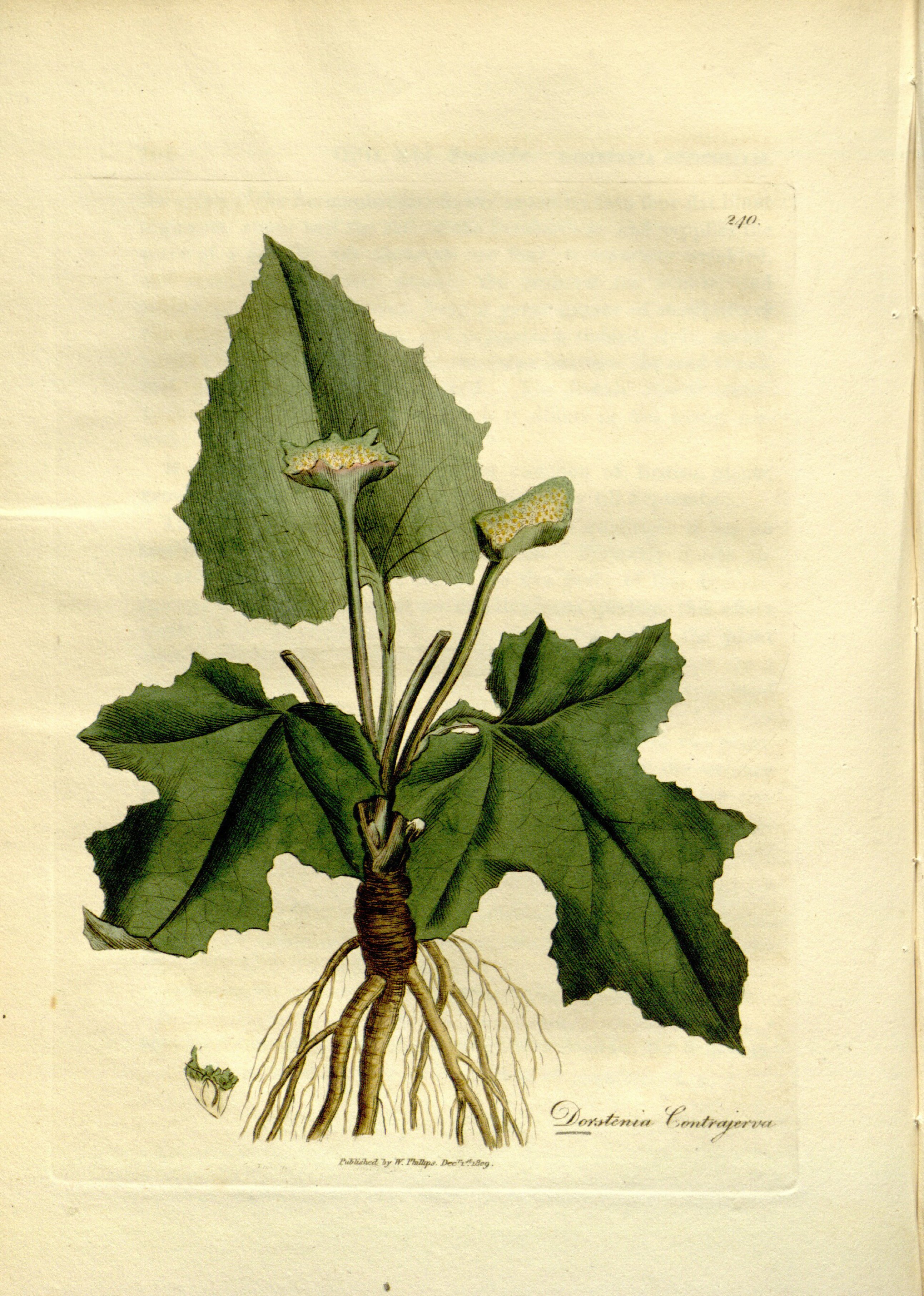 no full size  illustration available (3a)