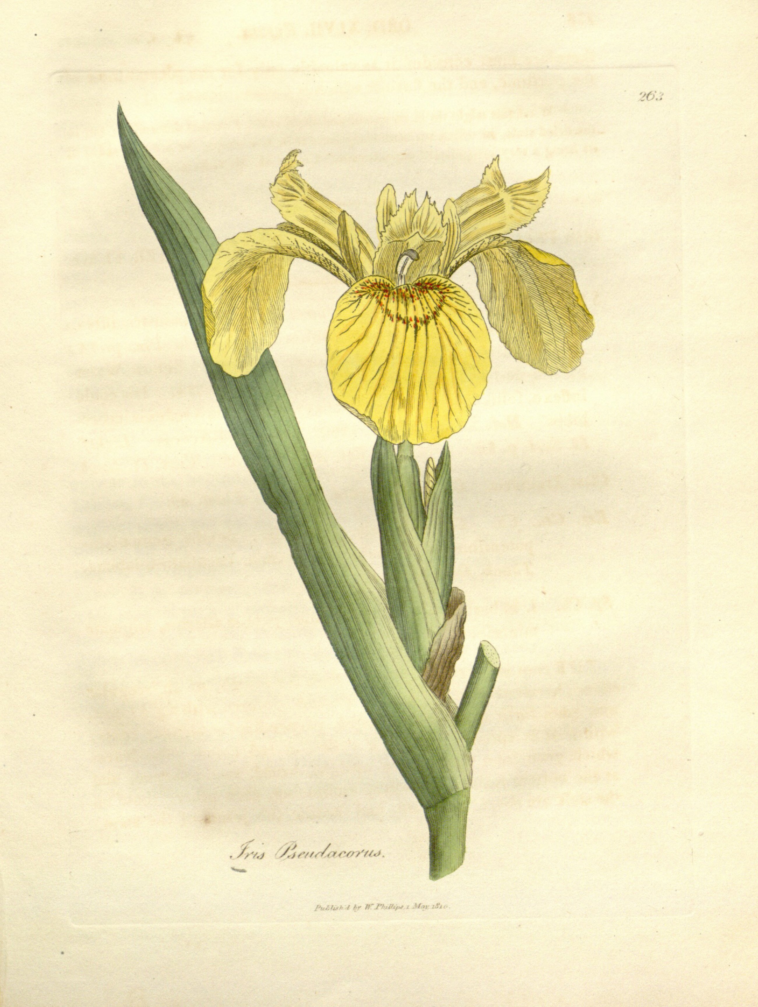 no full size  illustration available (3a)