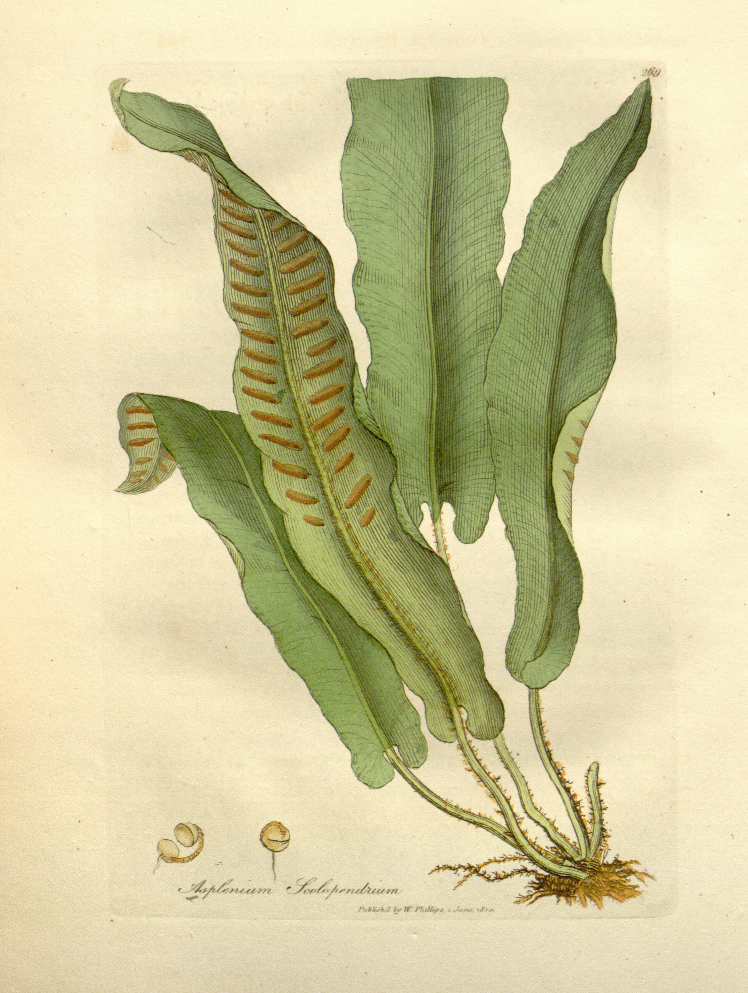 no full size  illustration available (3a)