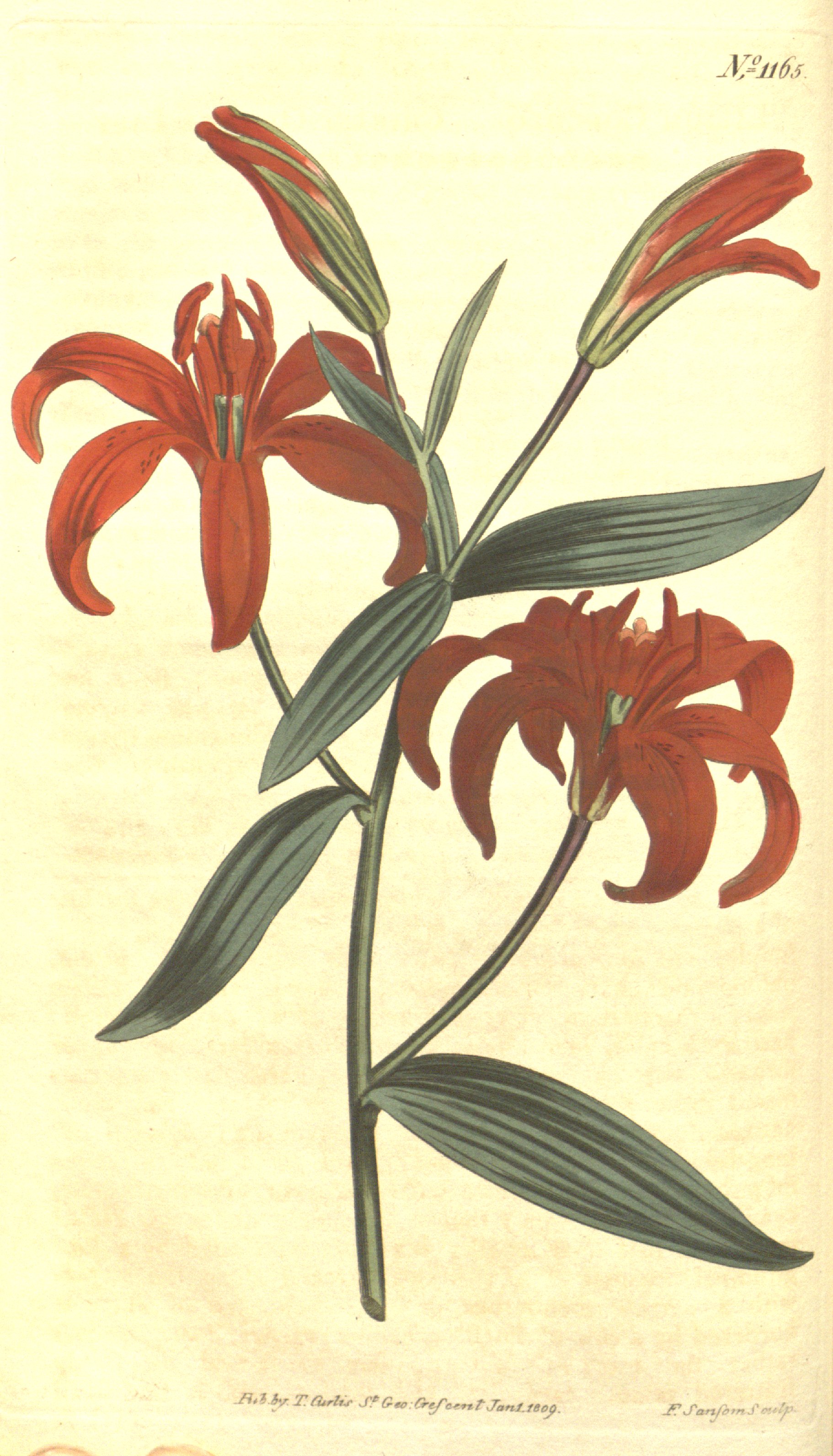 no full size  illustration available (3a)