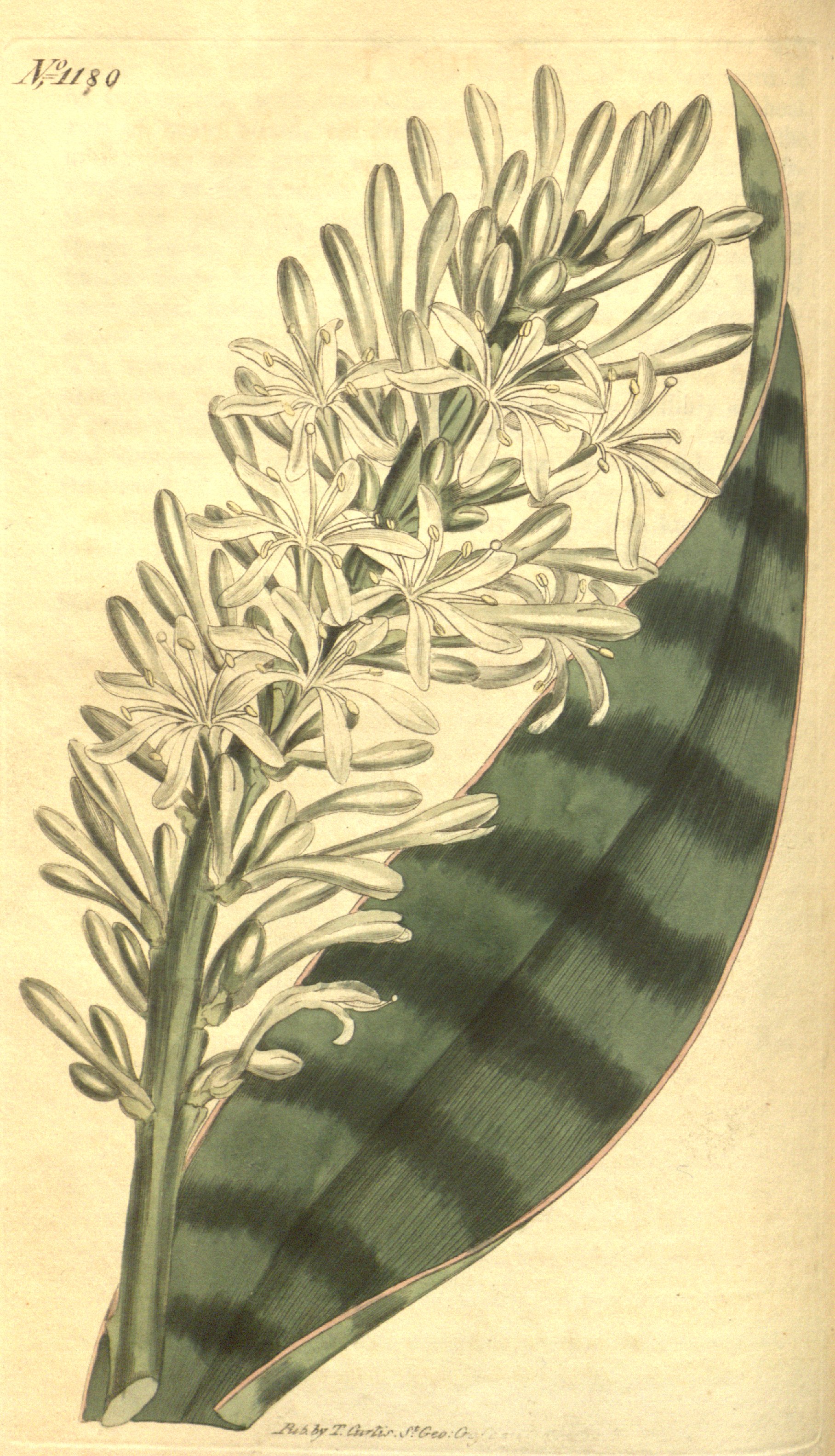 no full size  illustration available (3a)