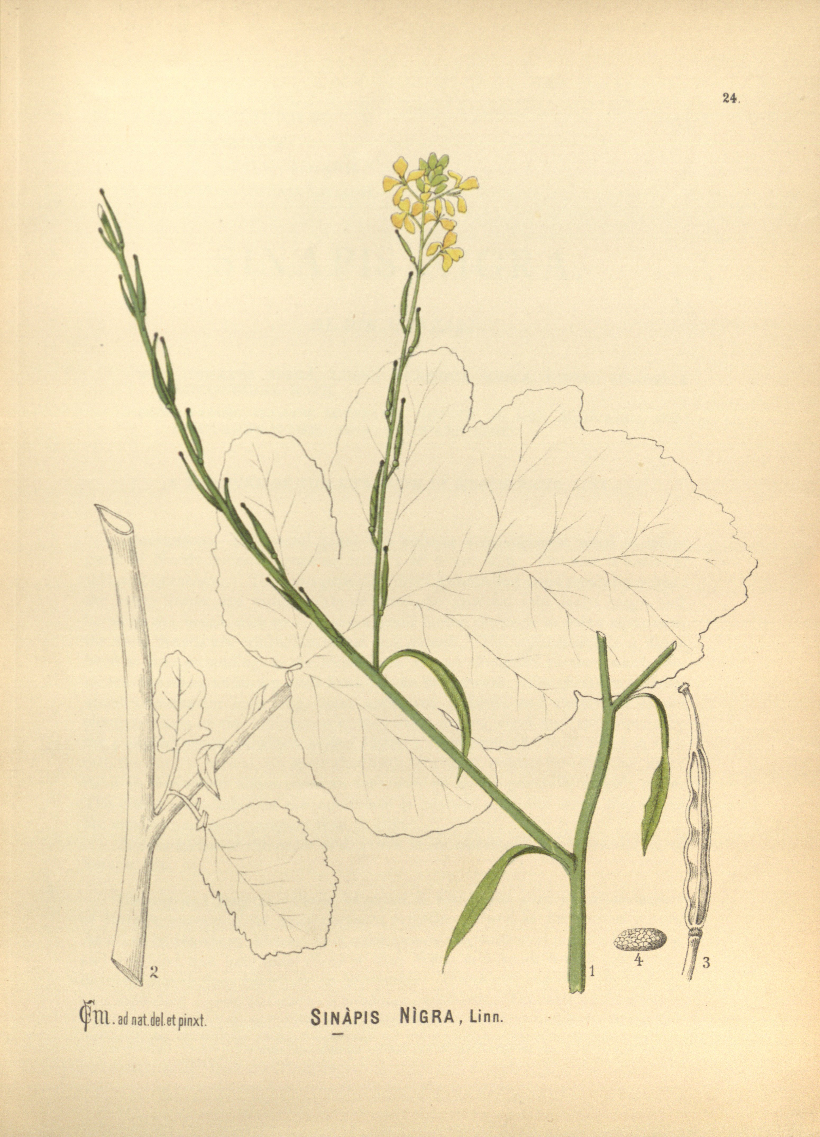 no full size  illustration available (3a)