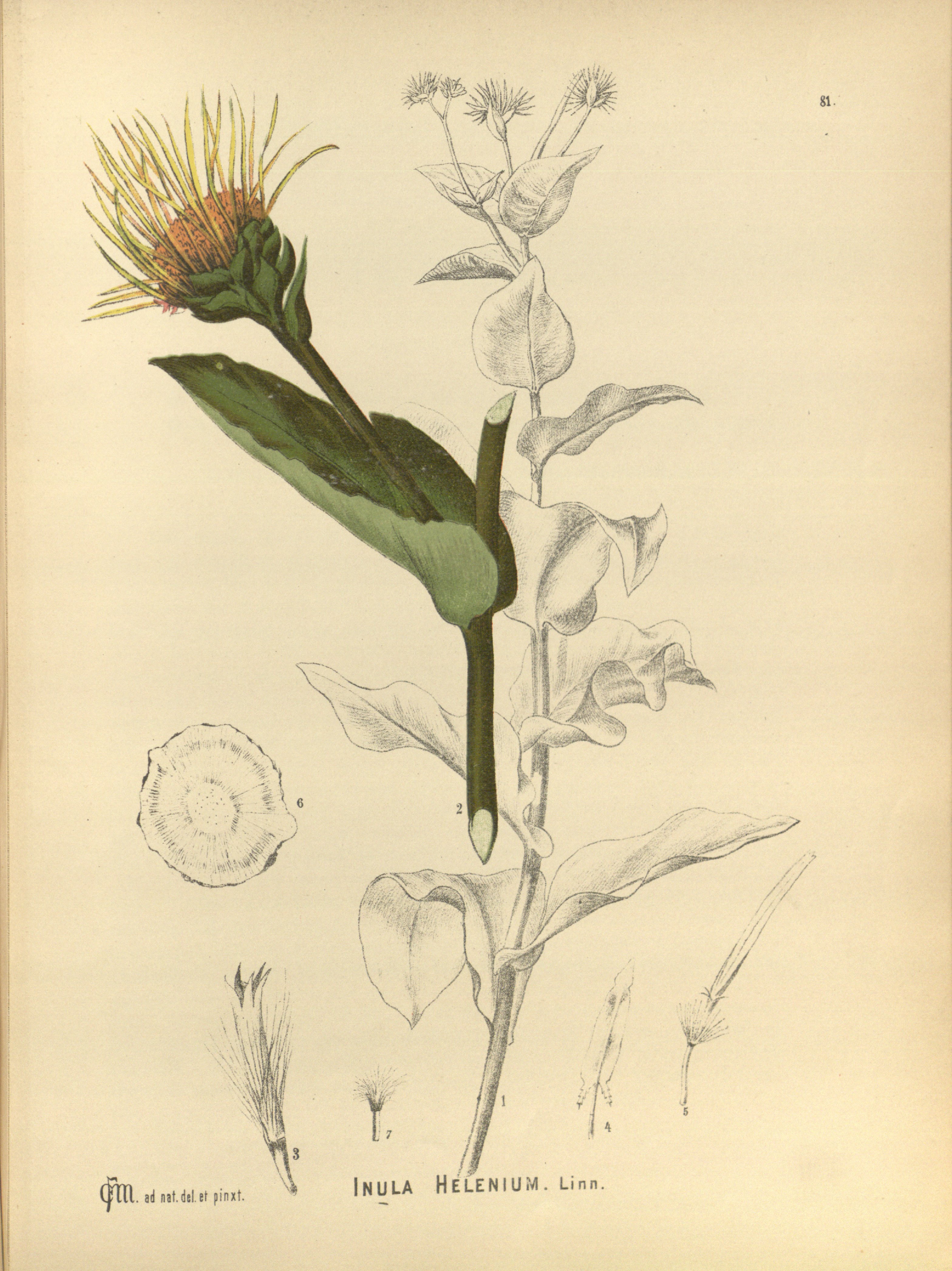 no full size  illustration available (3a)