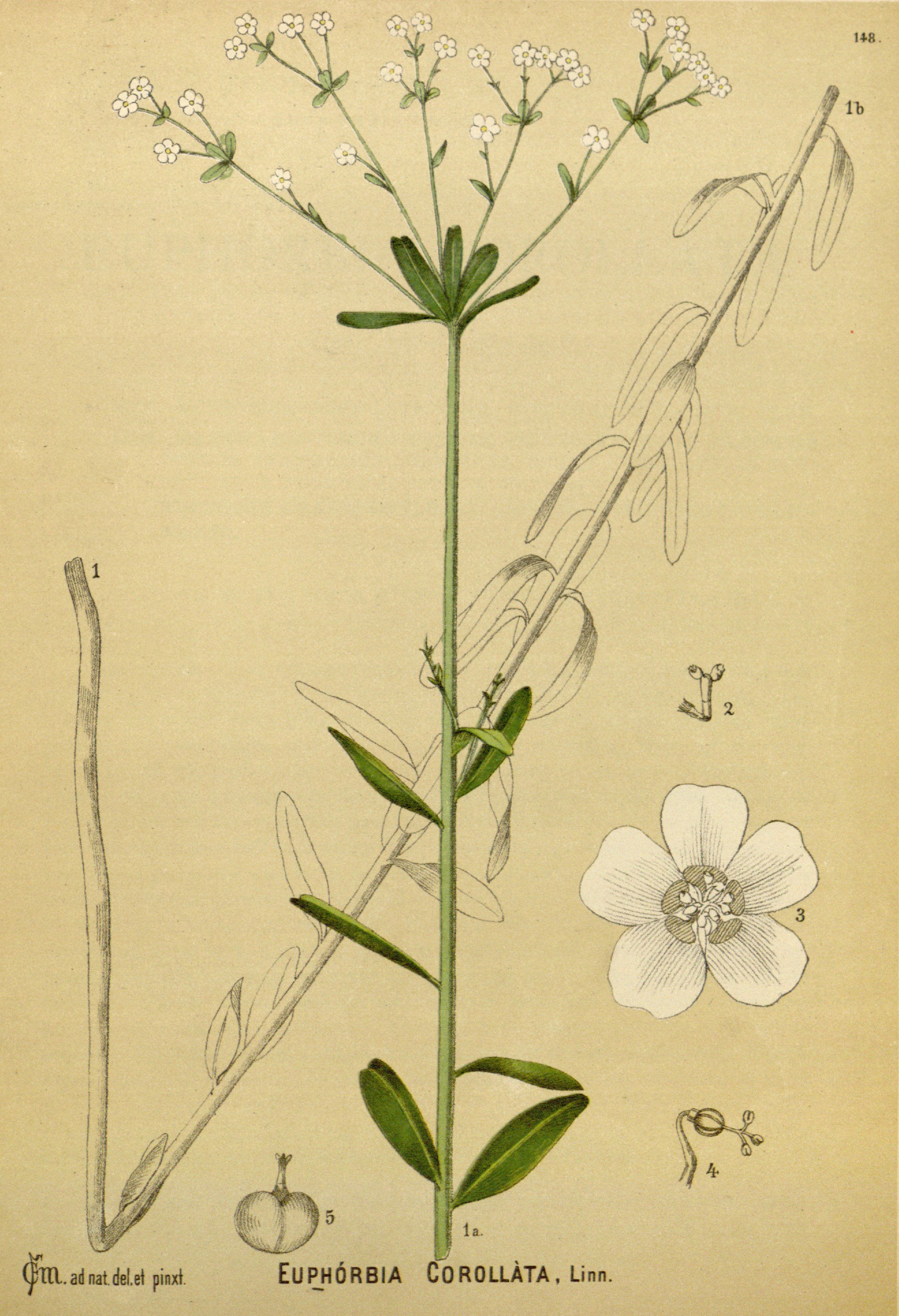 no full size  illustration available (3a)