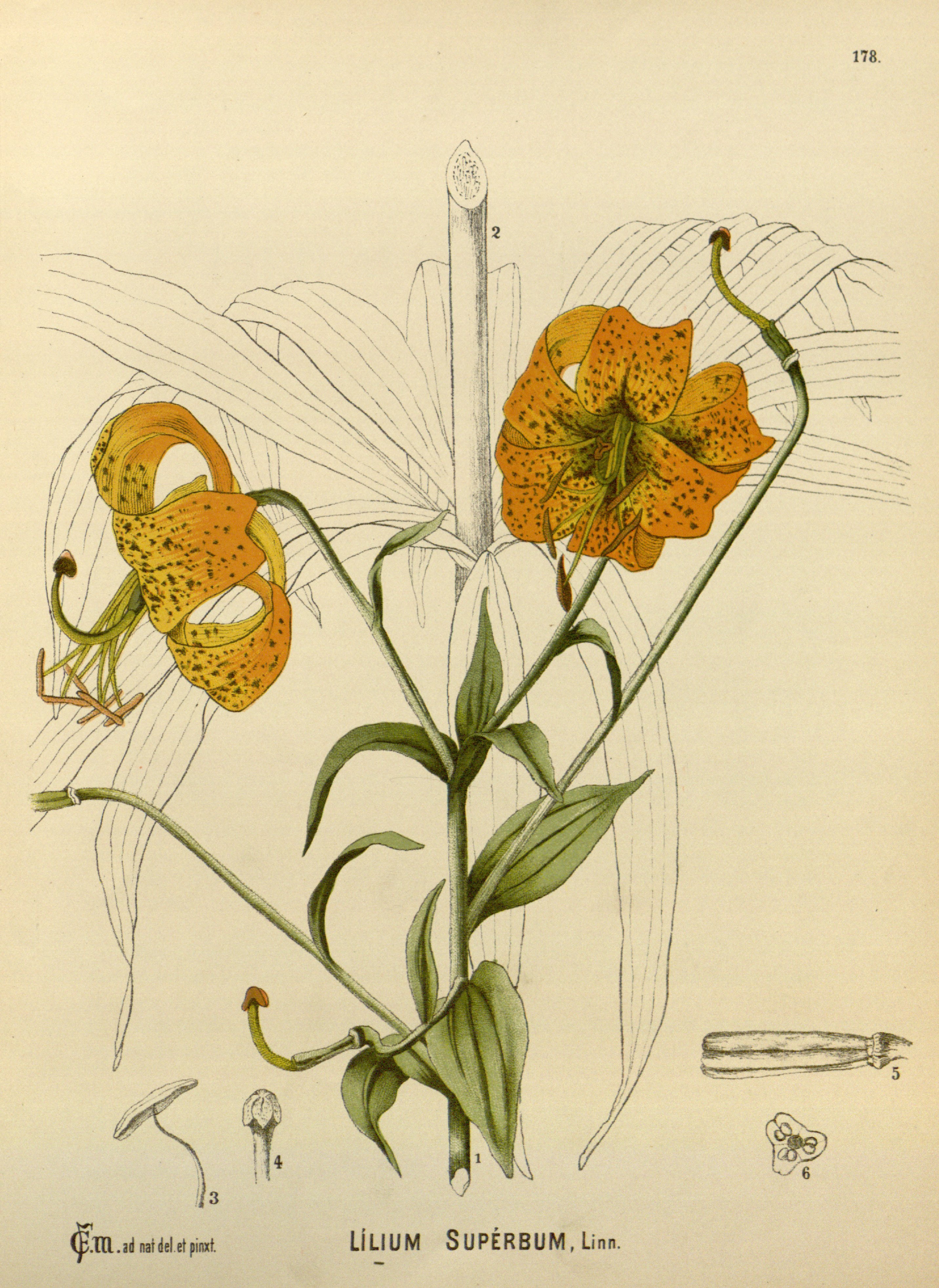 no full size  illustration available (3a)