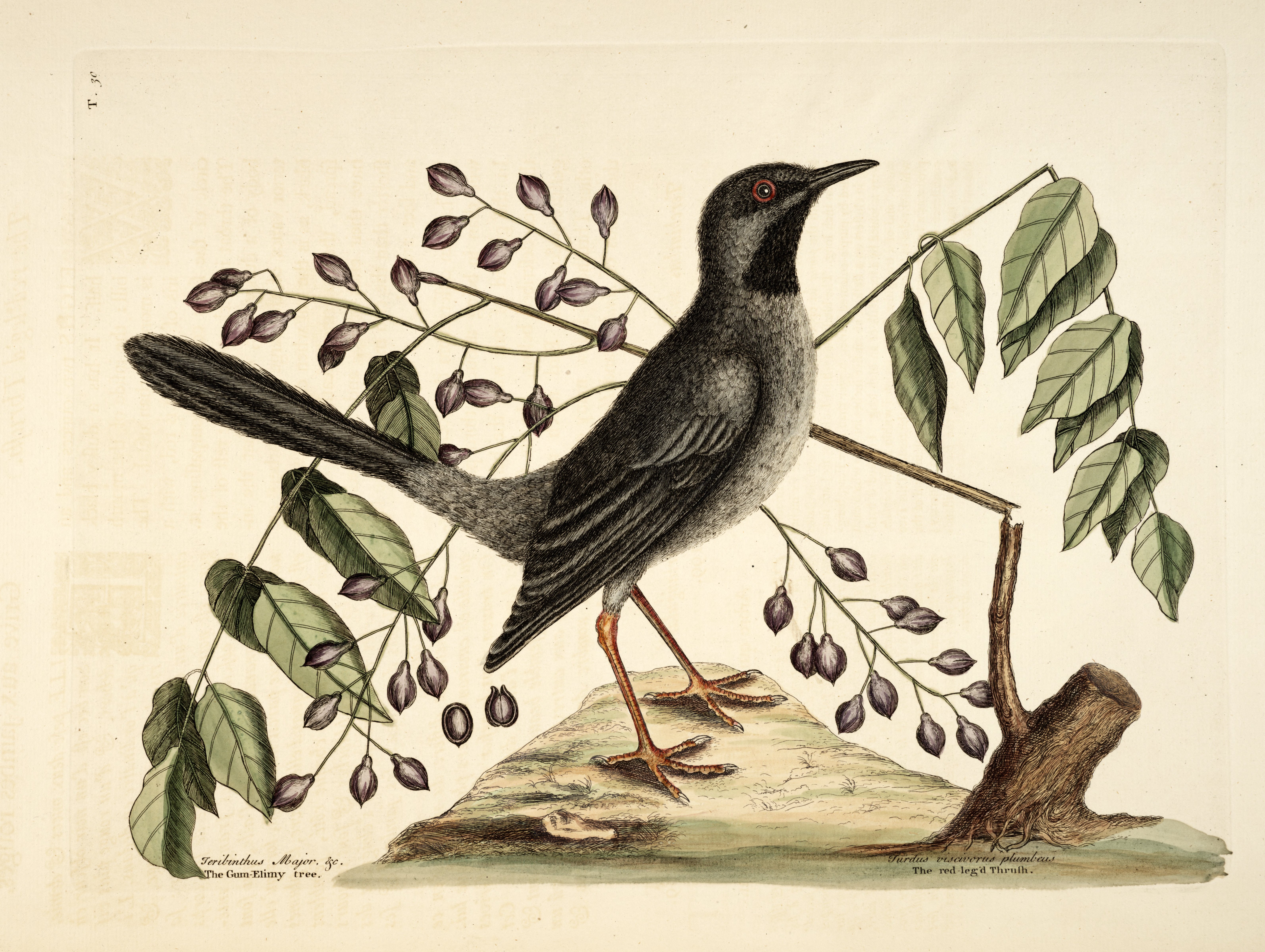 no full size  illustration available (3a)