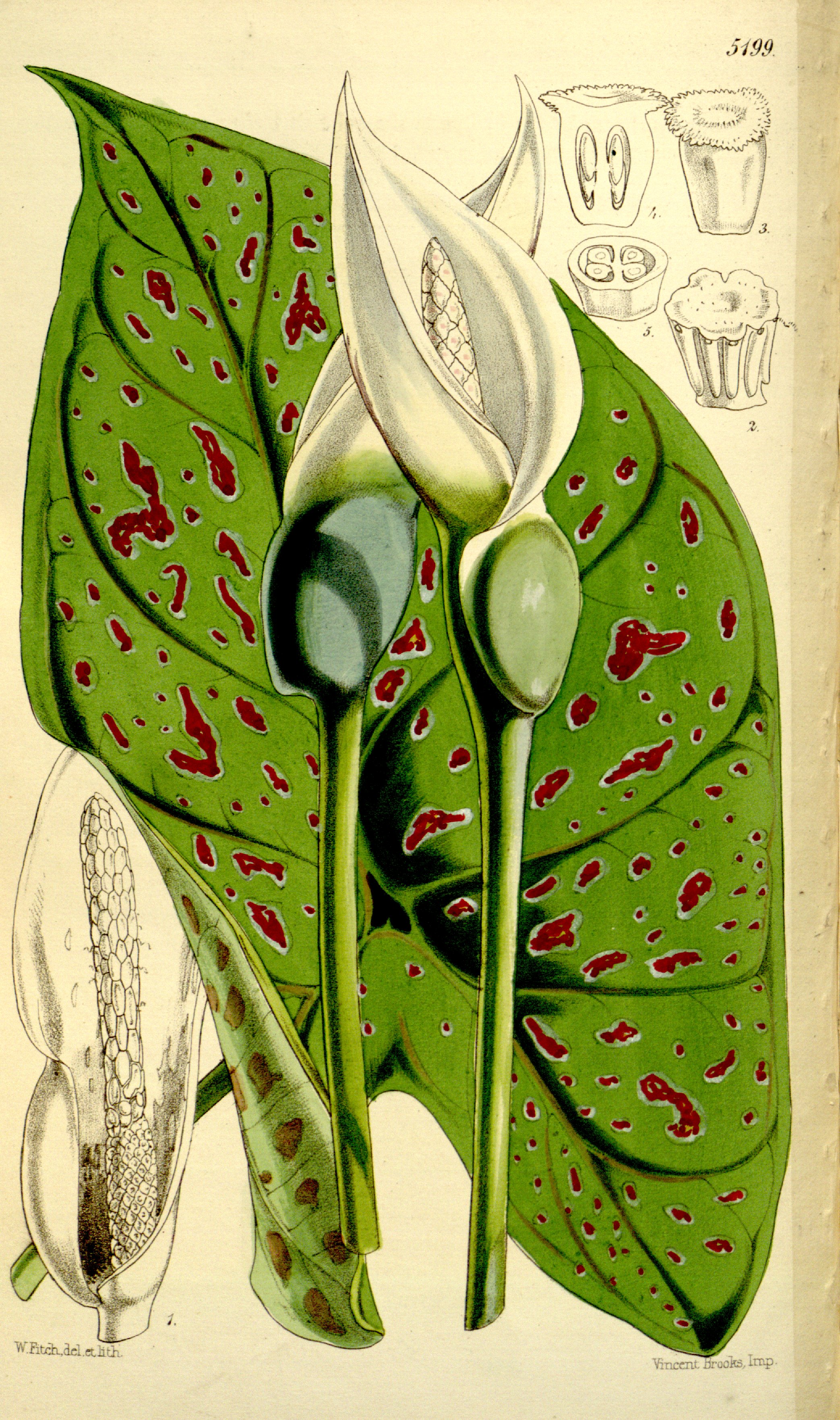 no full size  illustration available (3a)