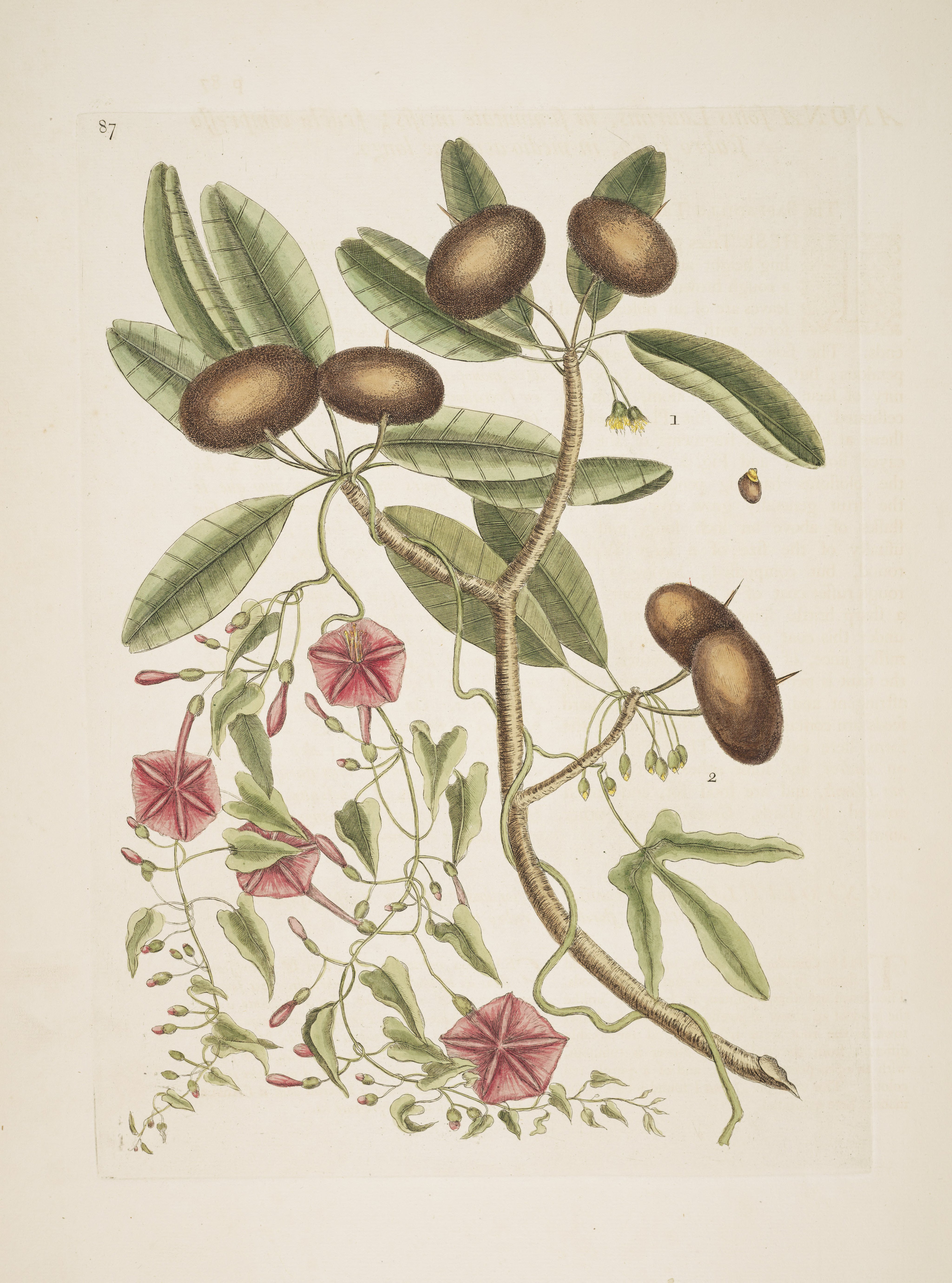 no full size  illustration available (3a)