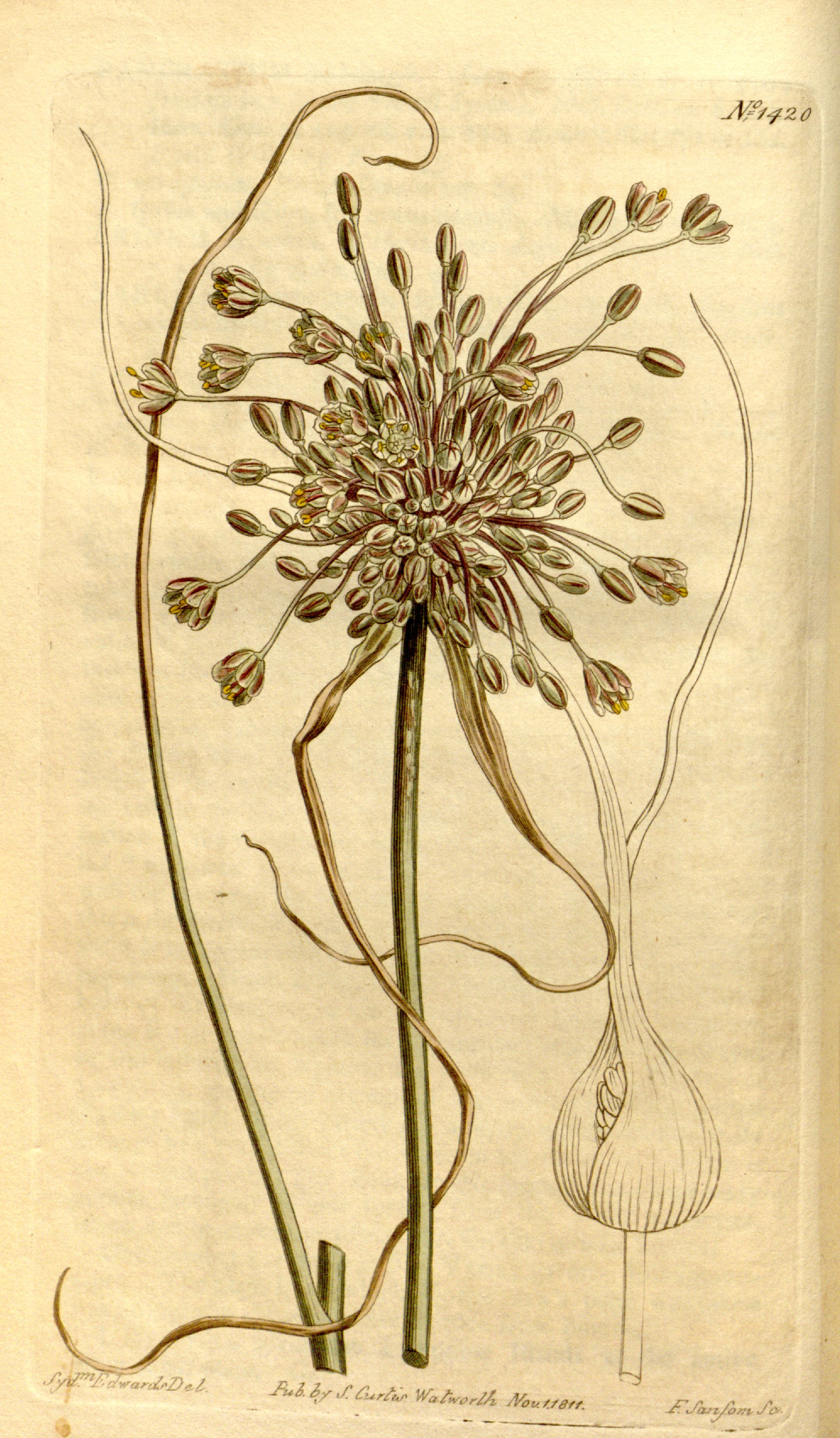 no full size  illustration available (3a)