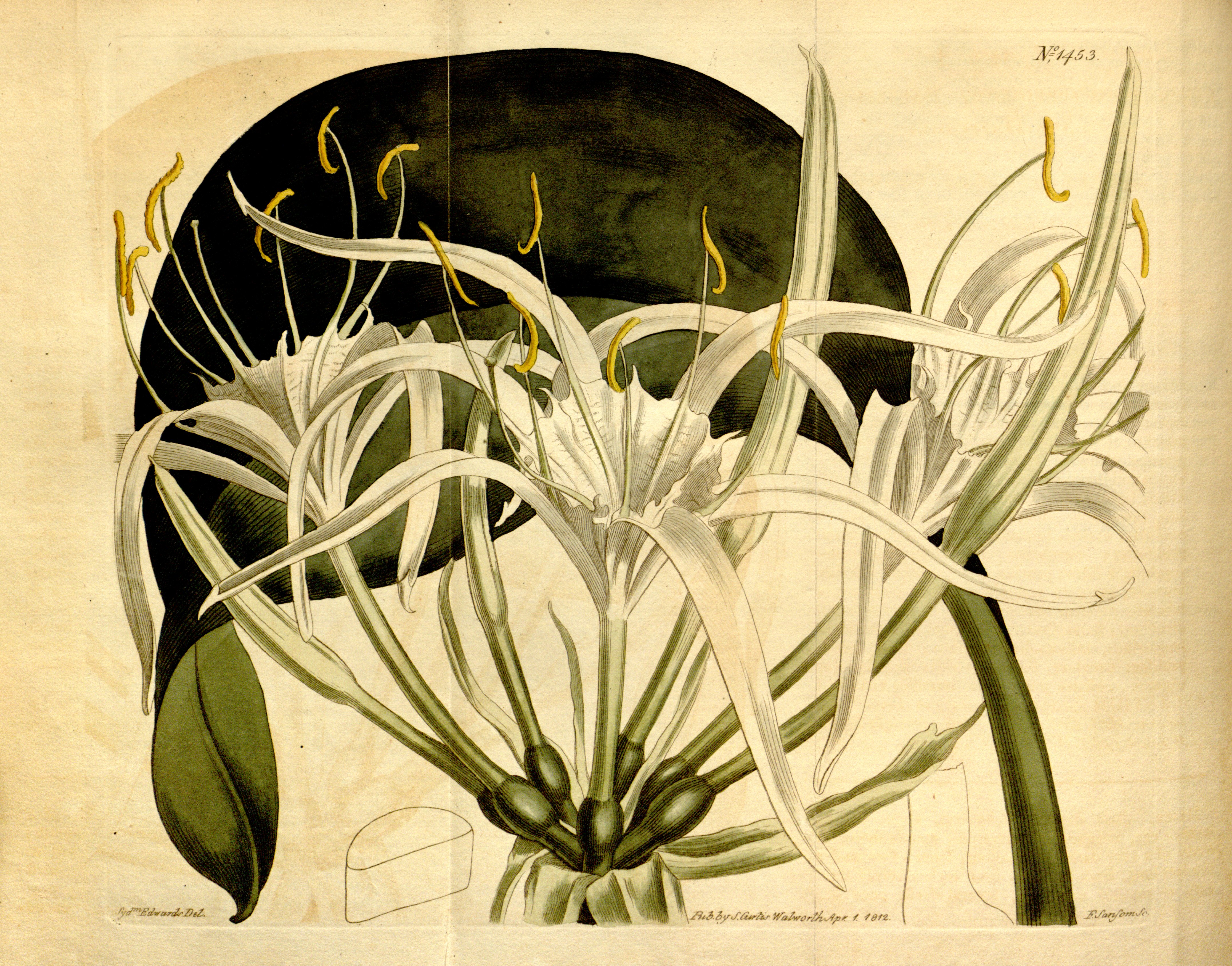 no full size  illustration available (3a)