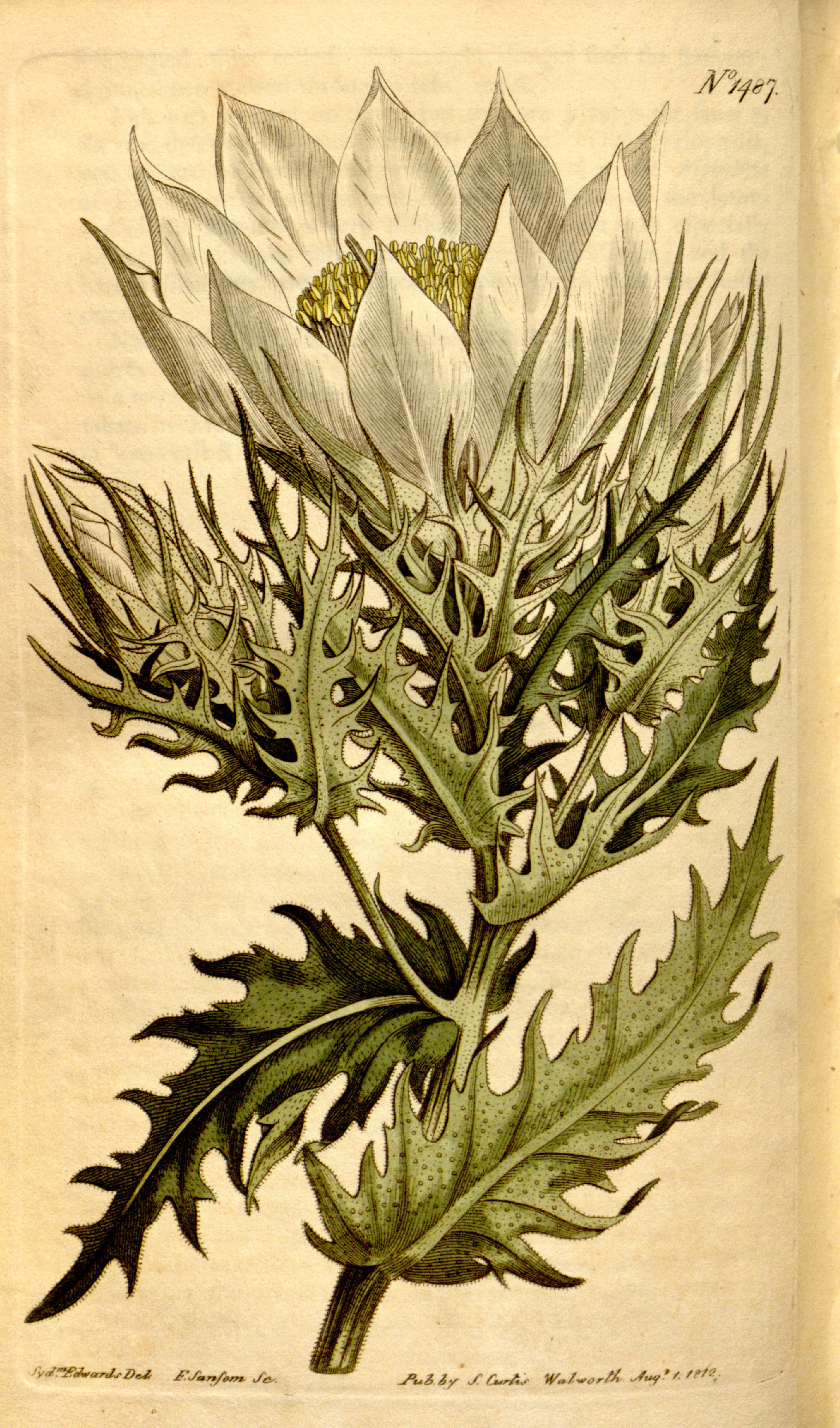 no full size  illustration available (3a)