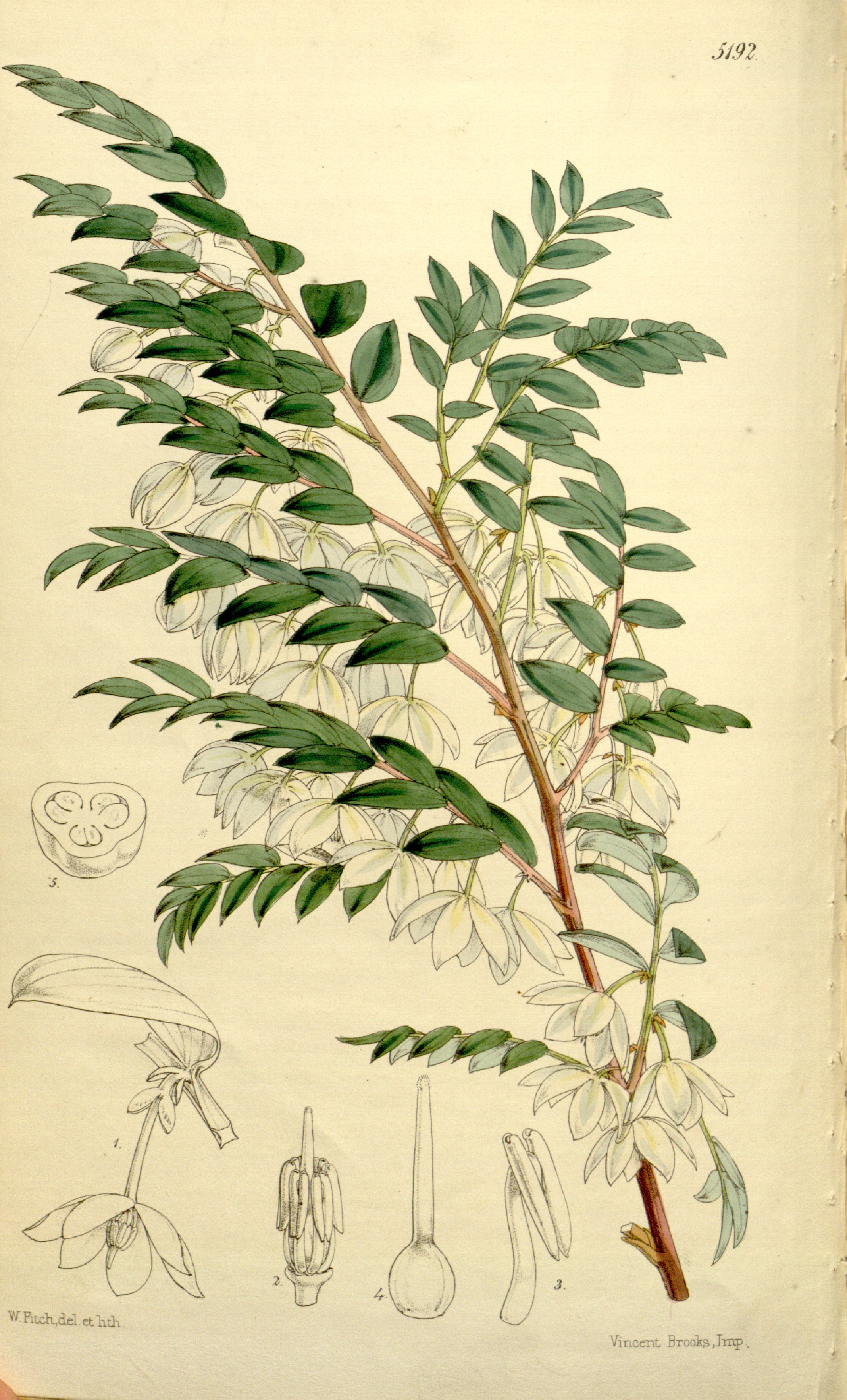 no full size  illustration available (3a)