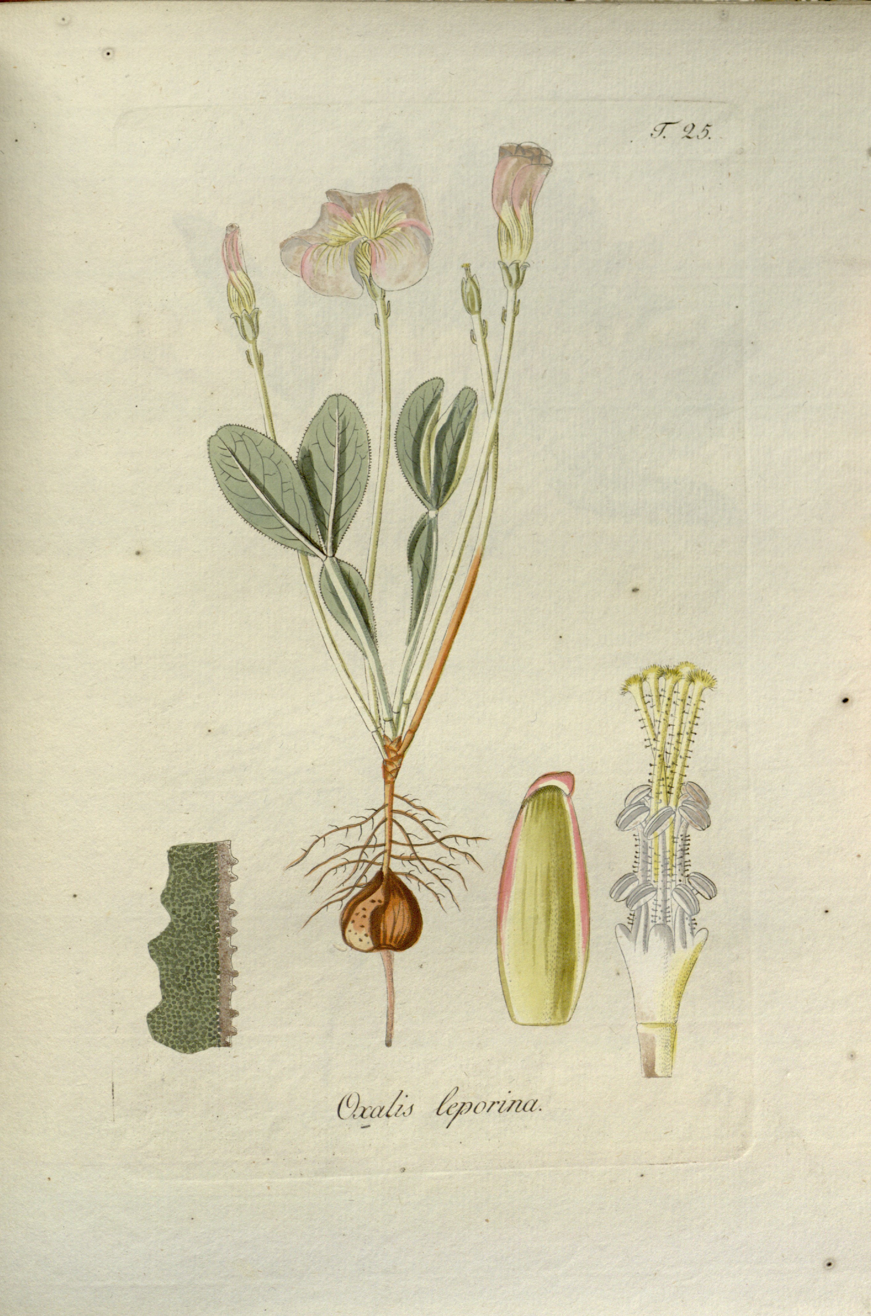 no full size  illustration available (3a)