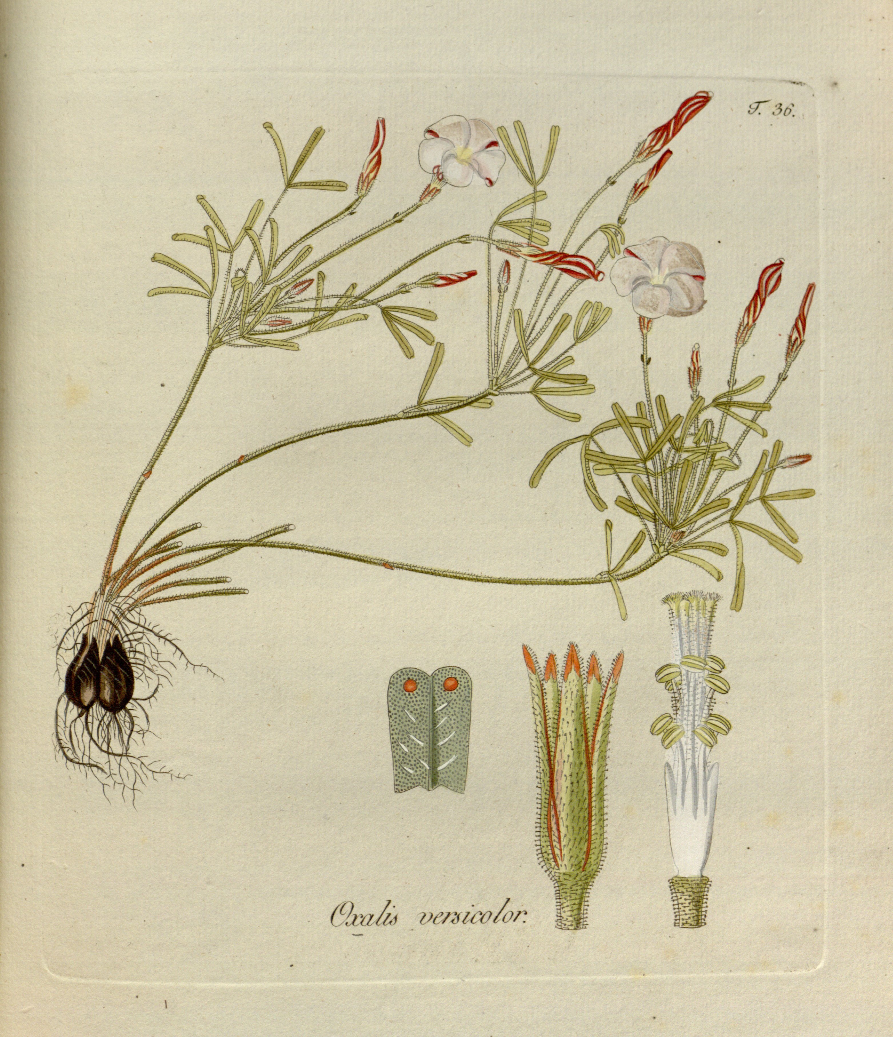 no full size  illustration available (3a)