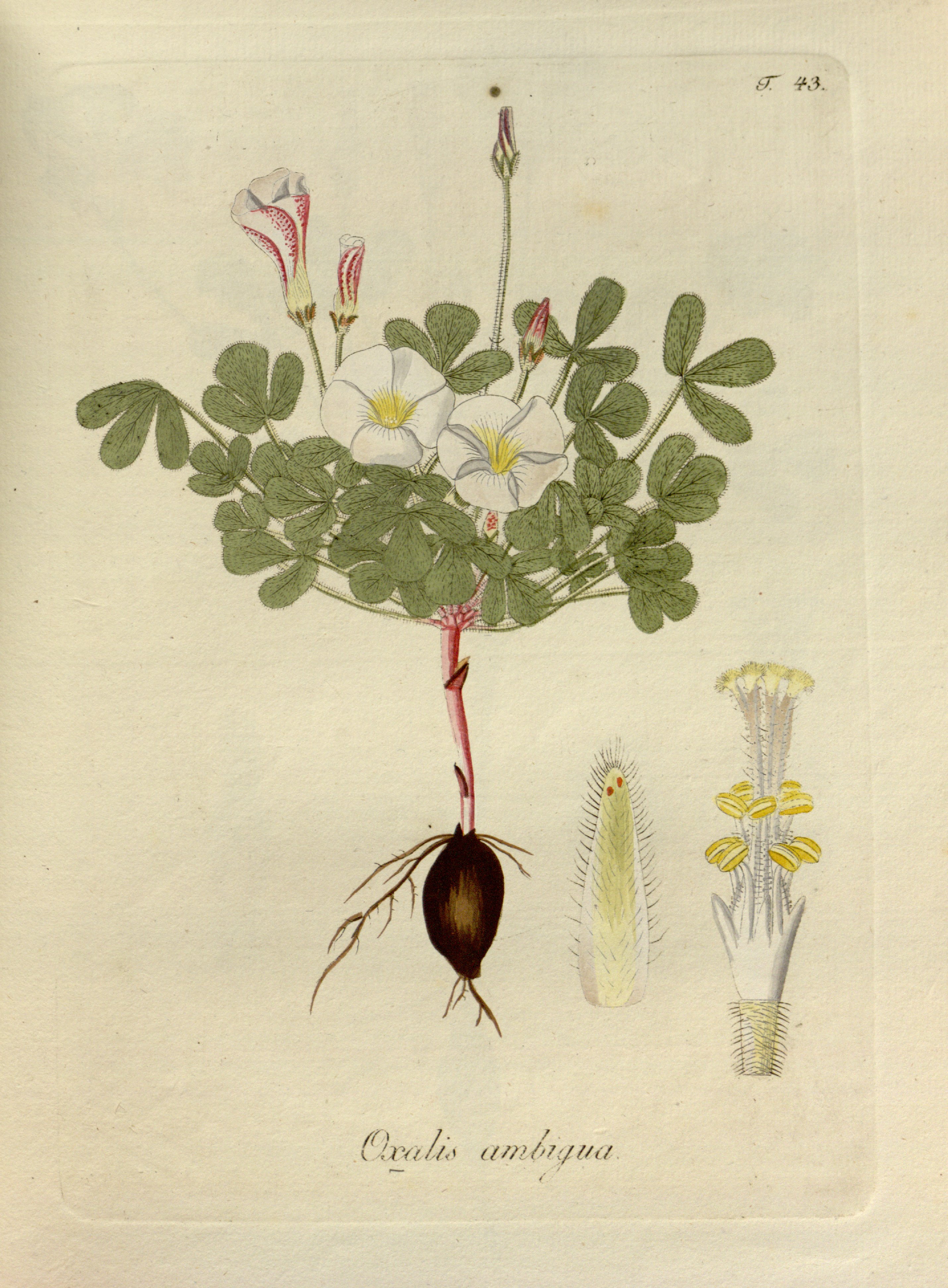 no full size  illustration available (3a)