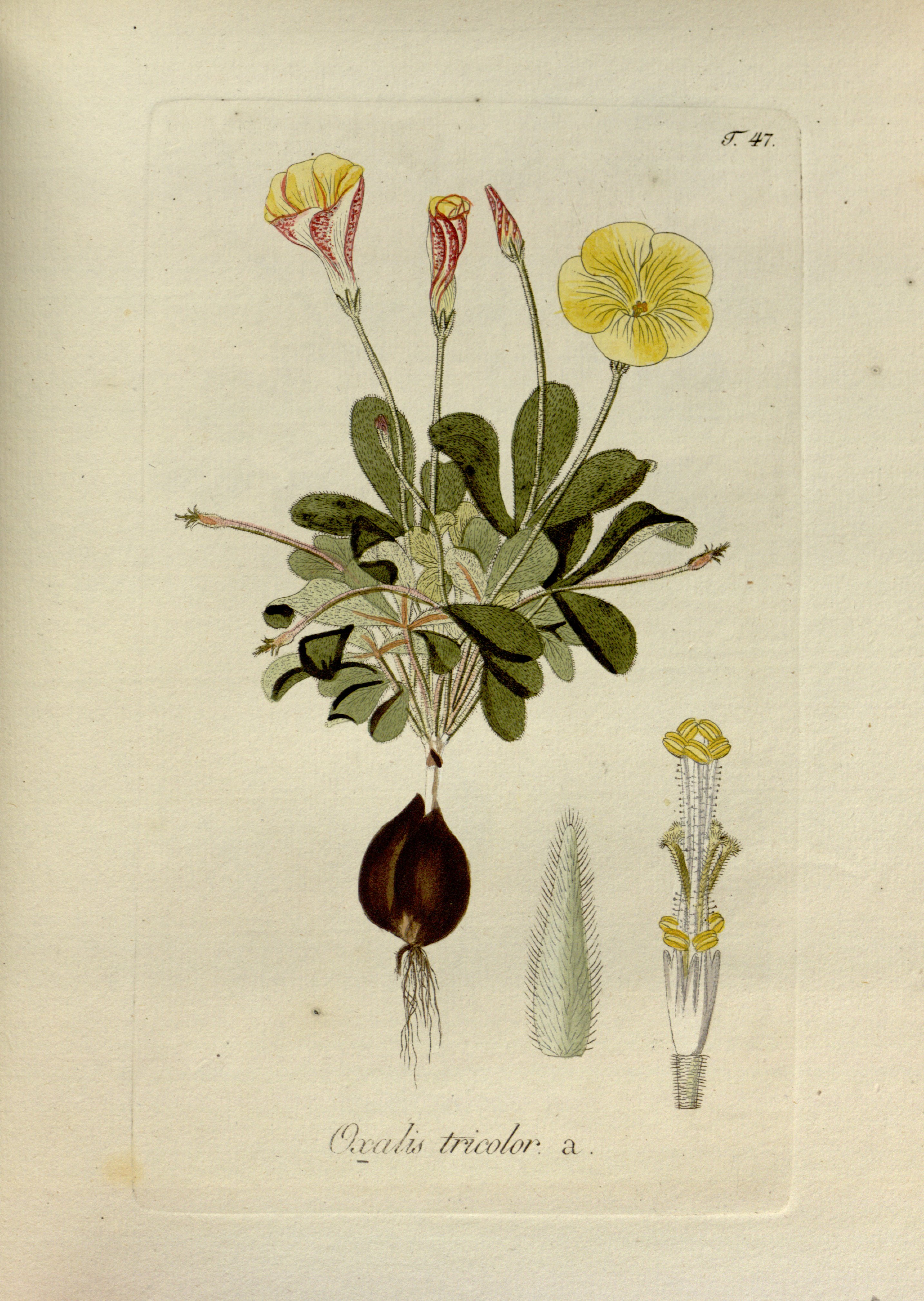 no full size  illustration available (3a)