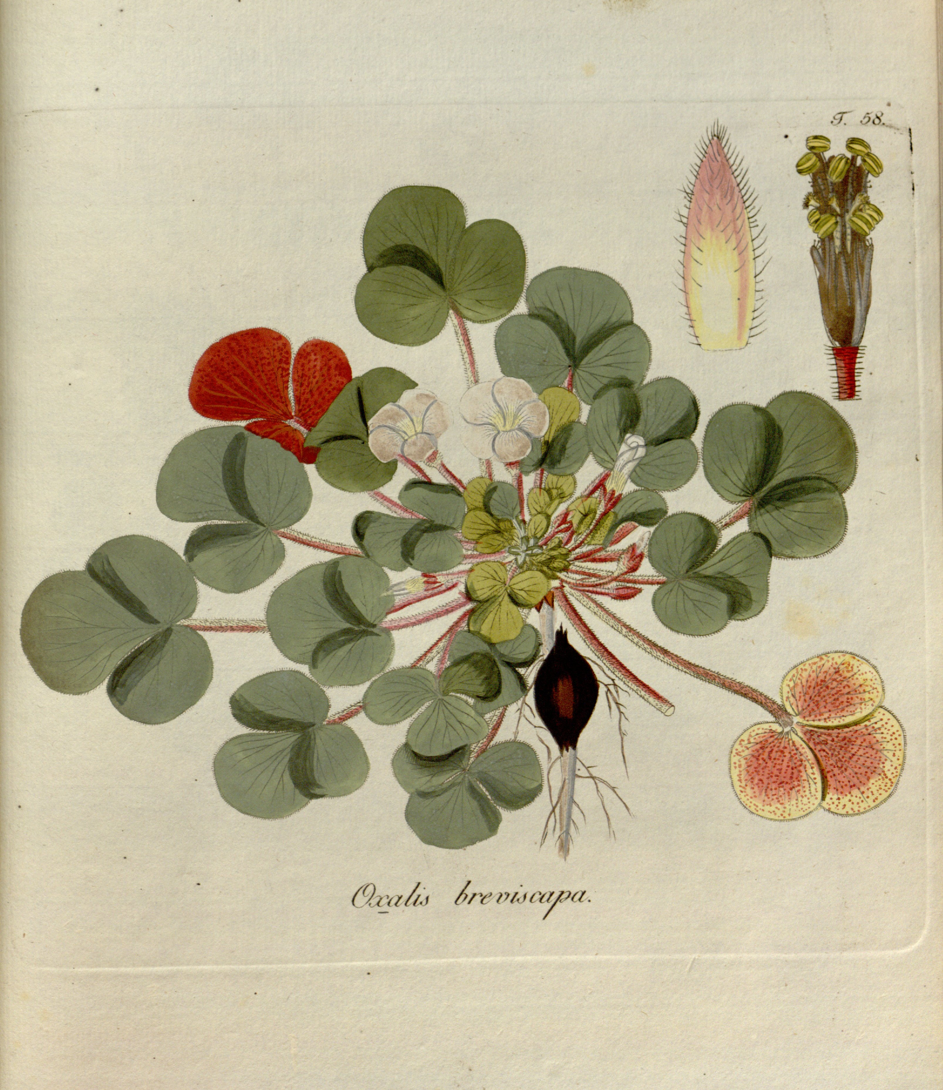 no full size  illustration available (3a)