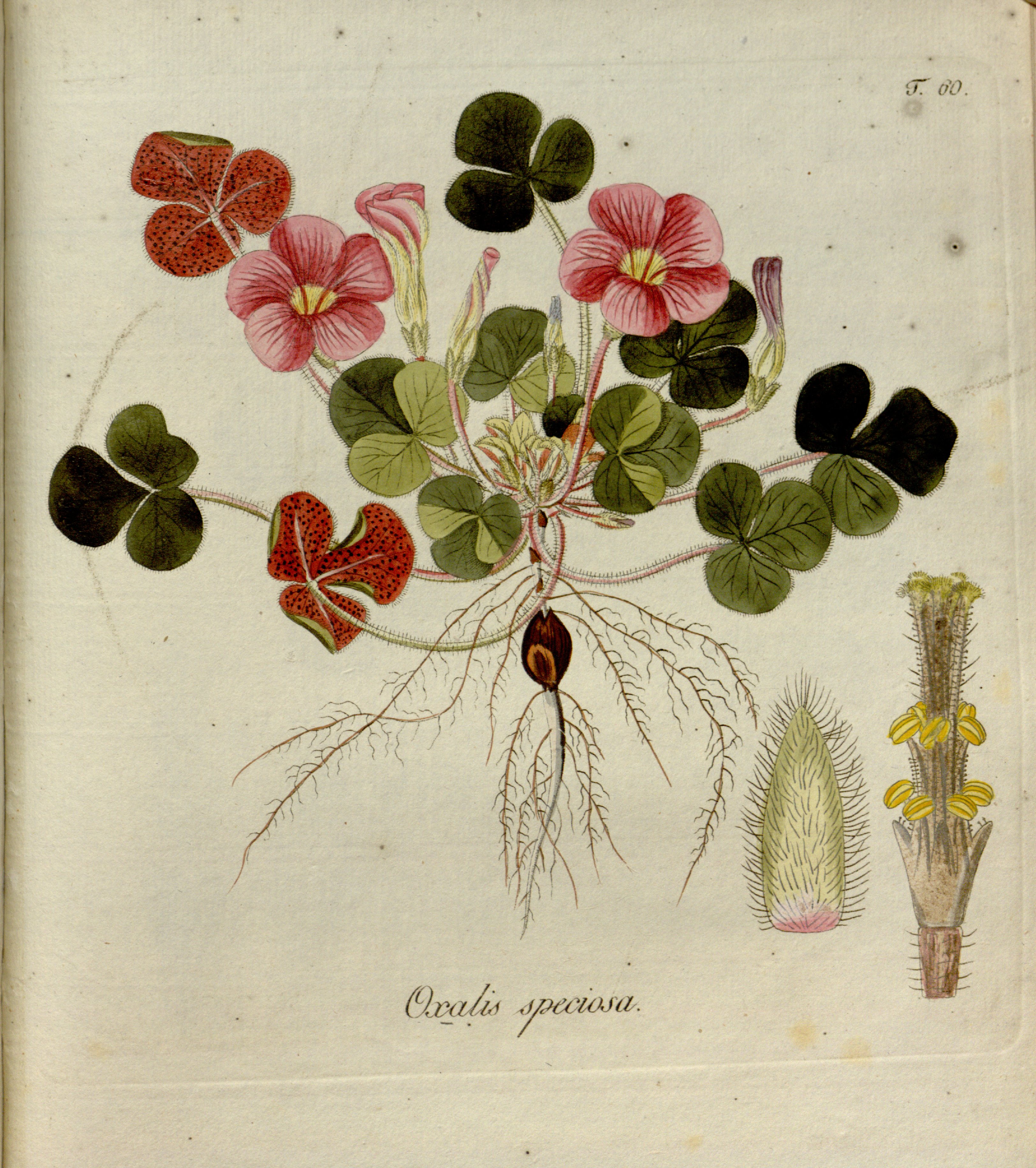 no full size  illustration available (3a)