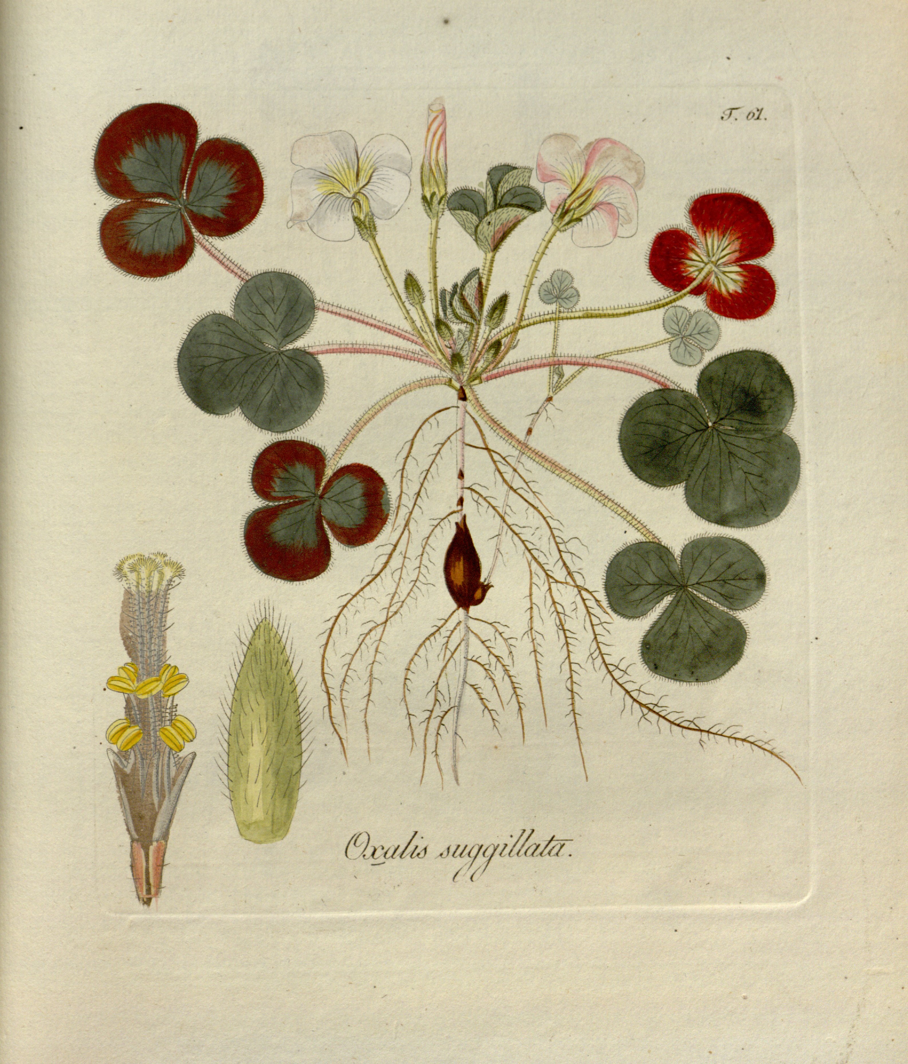 no full size  illustration available (3a)