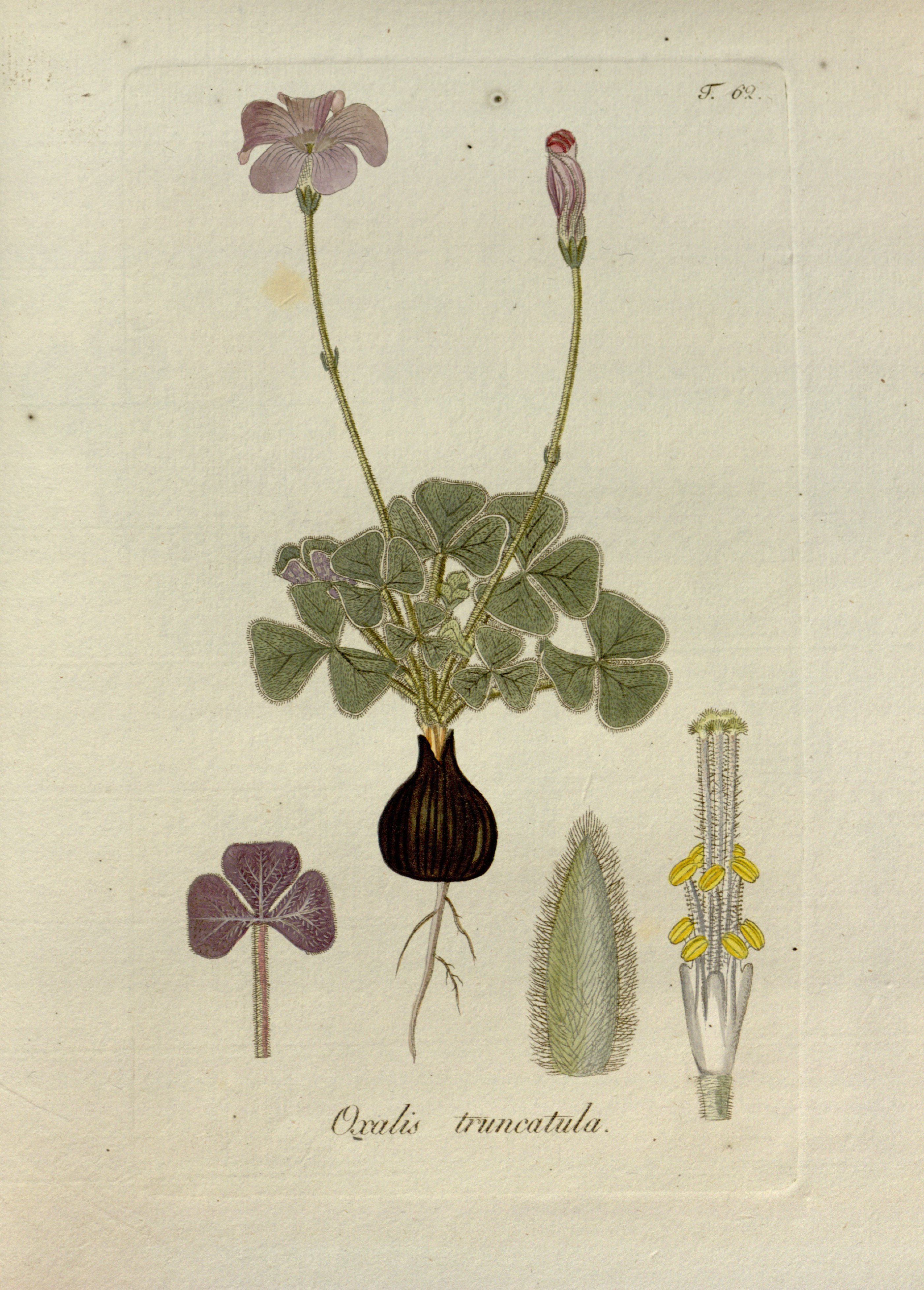 no full size  illustration available (3a)