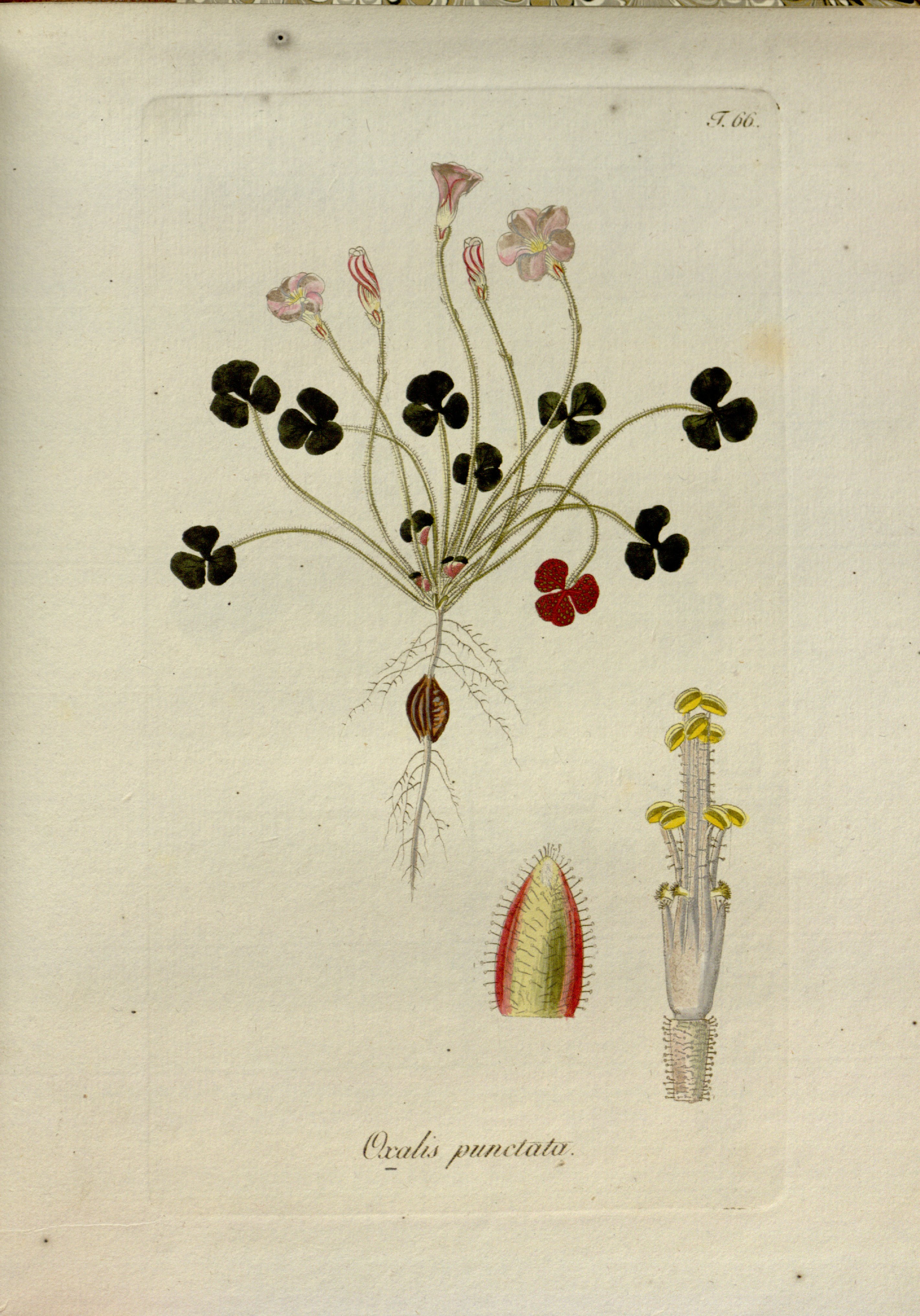 no full size  illustration available (3a)