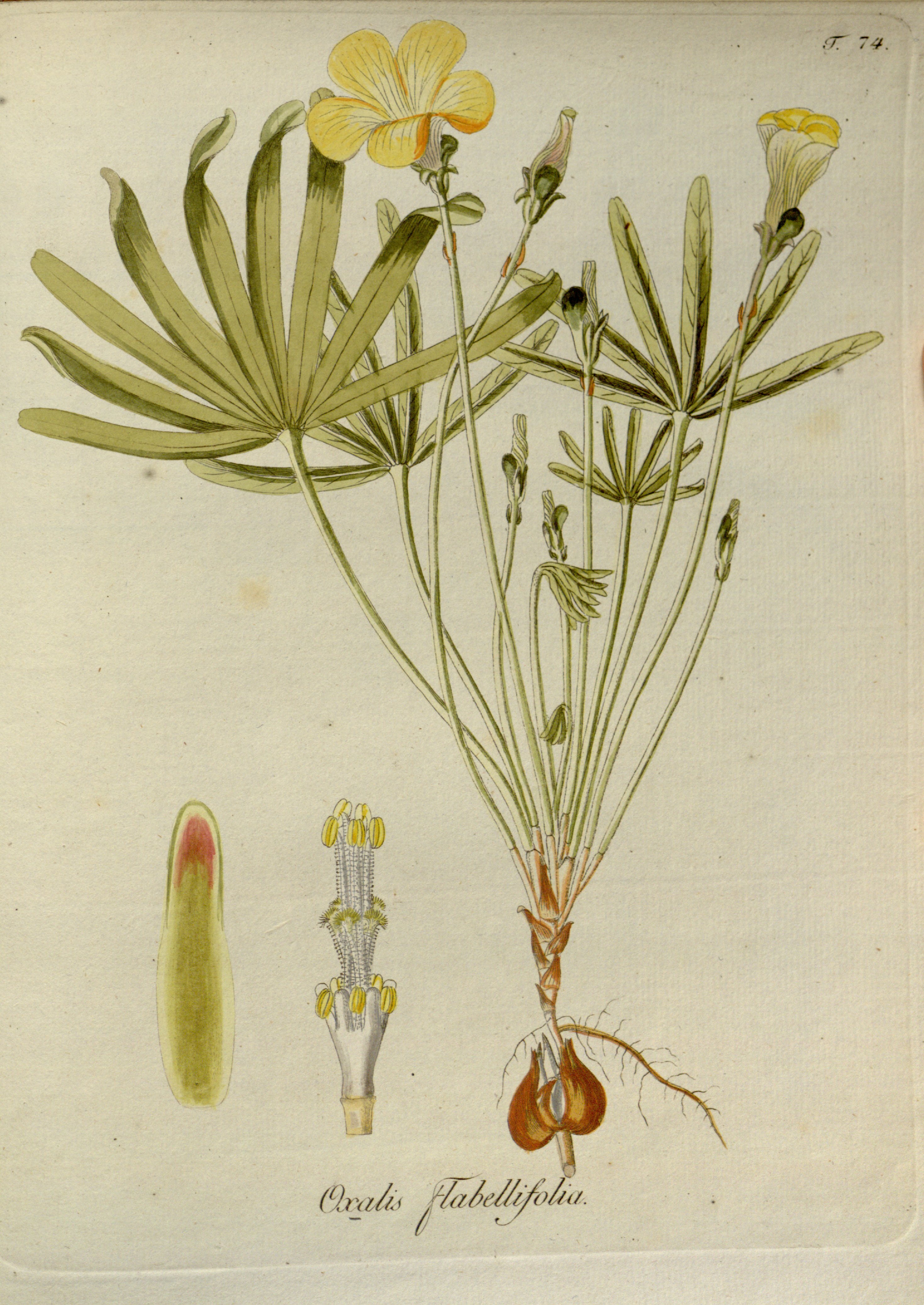 no full size  illustration available (3a)