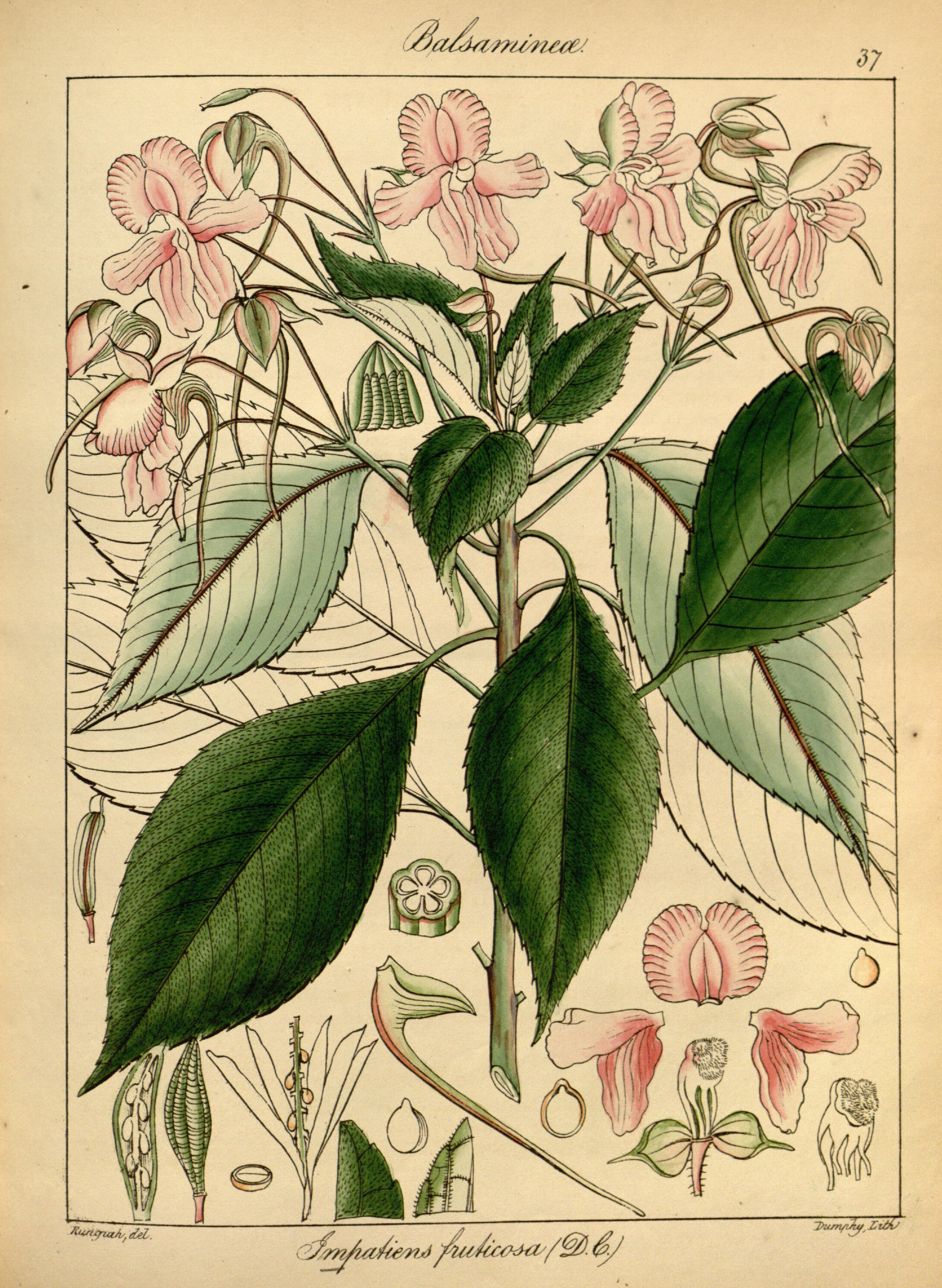 no full size  illustration available (3a)